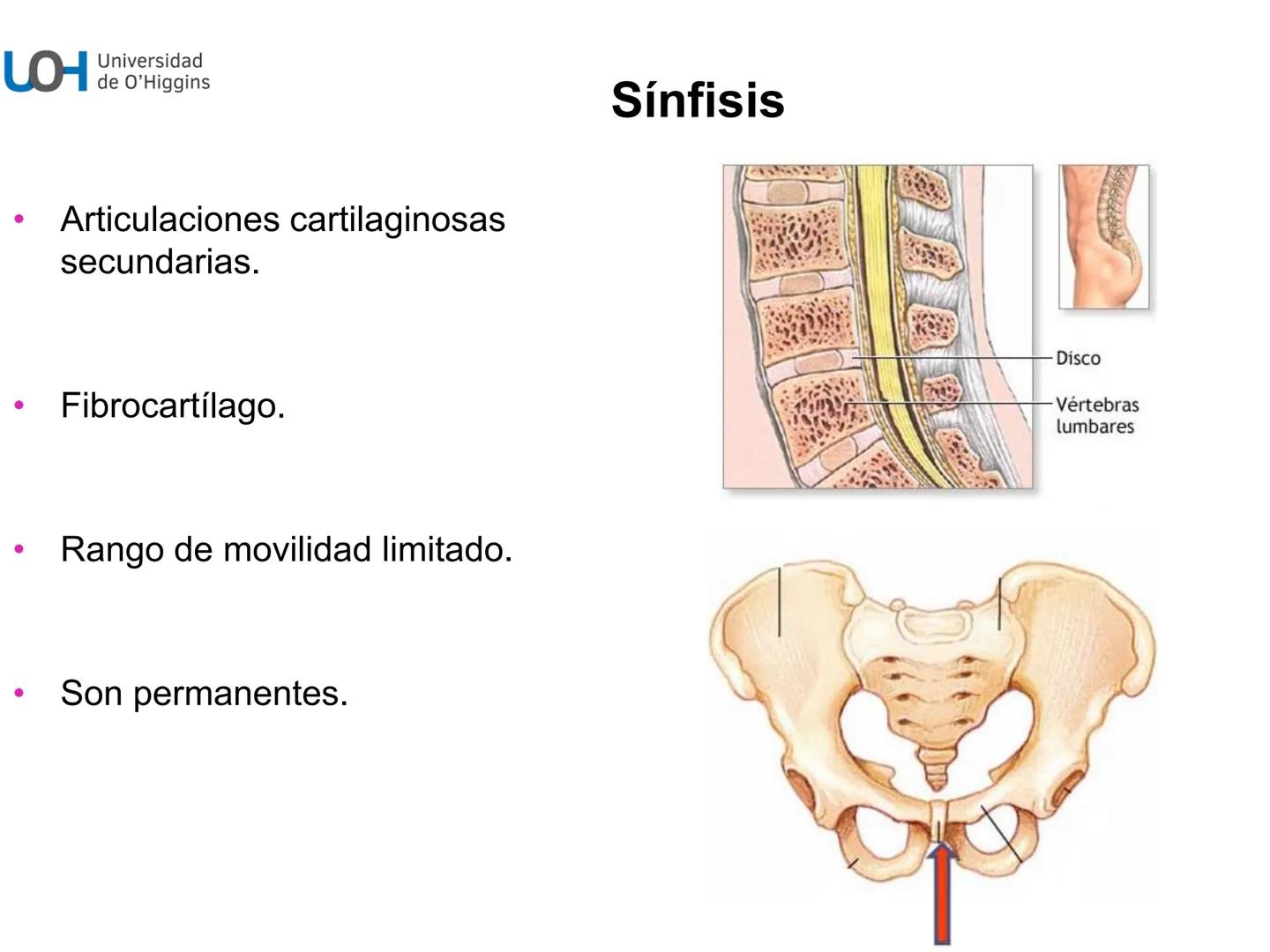 # Generalidades anatómicas
Osteología y artrología # Objetivos
- Identificar las generalidades del sistema
musculo-esquelético y tegumentar