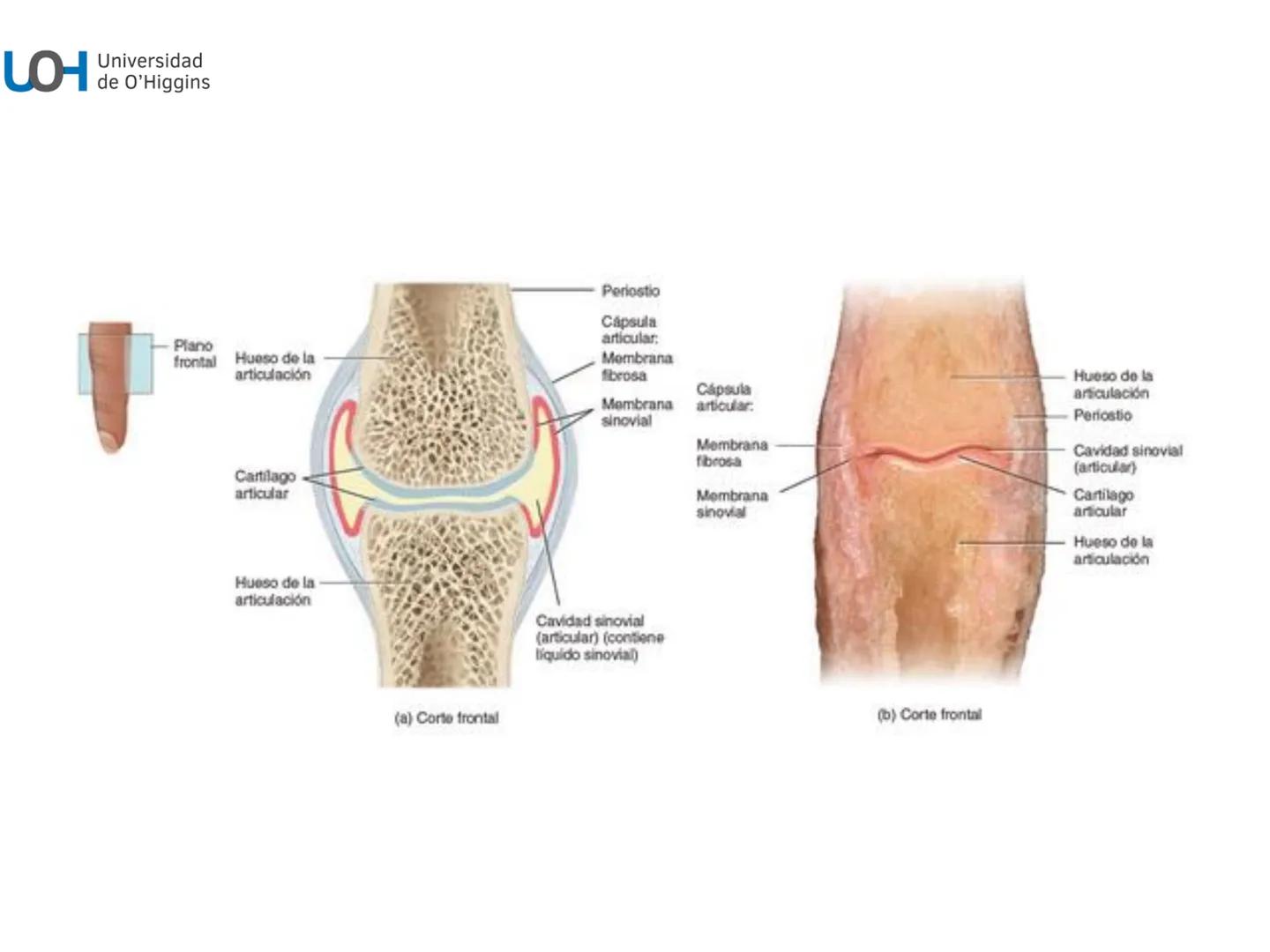 # Generalidades anatómicas
Osteología y artrología # Objetivos
- Identificar las generalidades del sistema
musculo-esquelético y tegumentar