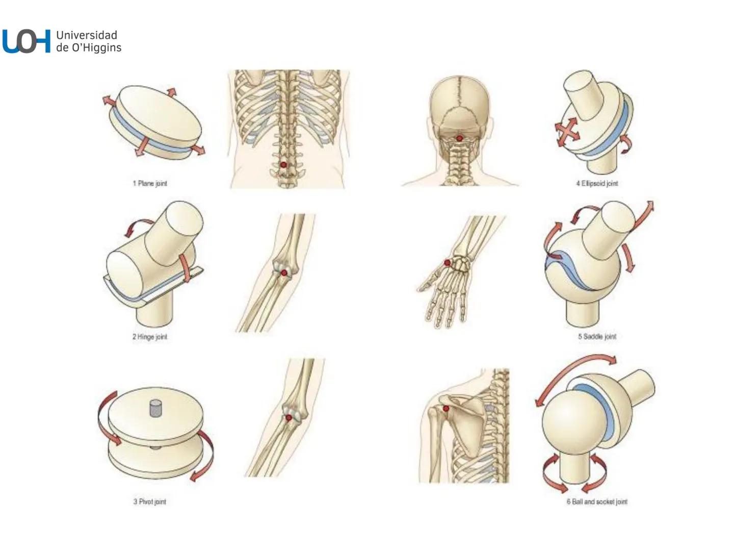 # Generalidades anatómicas
Osteología y artrología # Objetivos
- Identificar las generalidades del sistema
musculo-esquelético y tegumentar