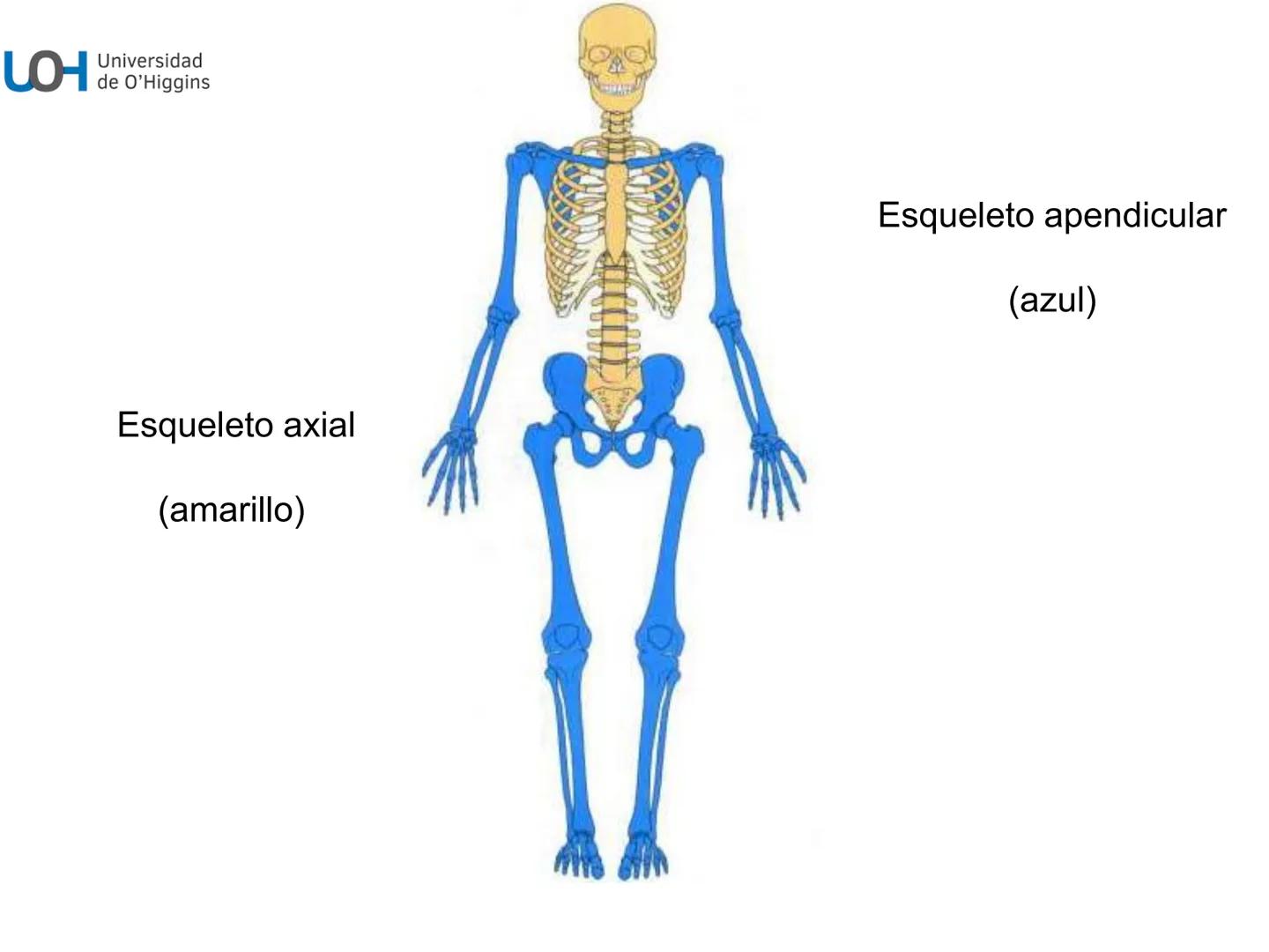 # Generalidades anatómicas
Osteología y artrología # Objetivos
- Identificar las generalidades del sistema
musculo-esquelético y tegumentar