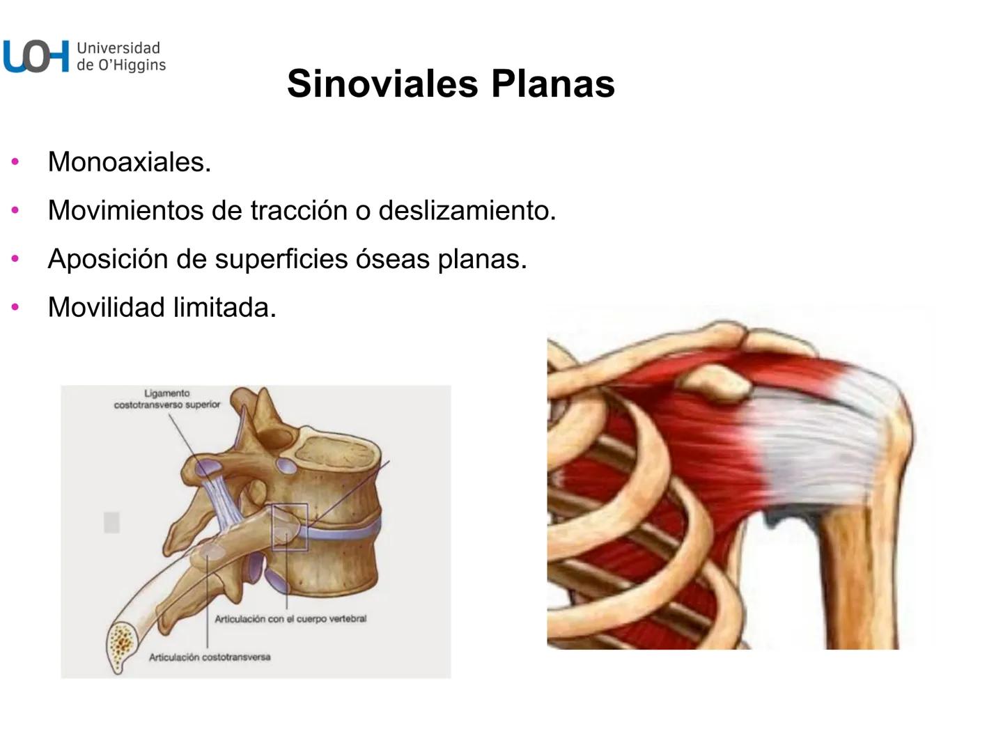 # Generalidades anatómicas
Osteología y artrología # Objetivos
- Identificar las generalidades del sistema
musculo-esquelético y tegumentar