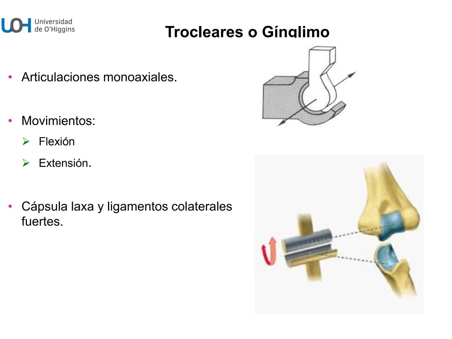 # Generalidades anatómicas
Osteología y artrología # Objetivos
- Identificar las generalidades del sistema
musculo-esquelético y tegumentar