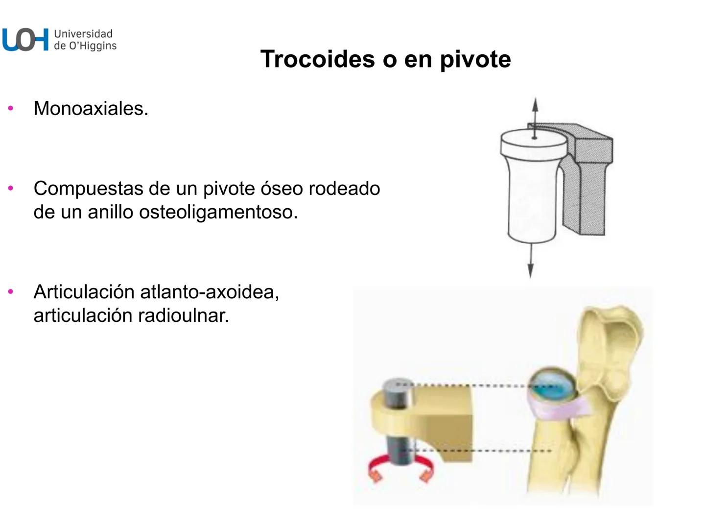 # Generalidades anatómicas
Osteología y artrología # Objetivos
- Identificar las generalidades del sistema
musculo-esquelético y tegumentar