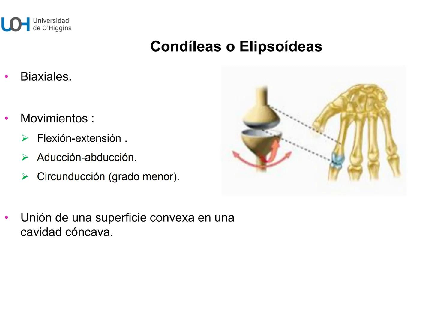 # Generalidades anatómicas
Osteología y artrología # Objetivos
- Identificar las generalidades del sistema
musculo-esquelético y tegumentar