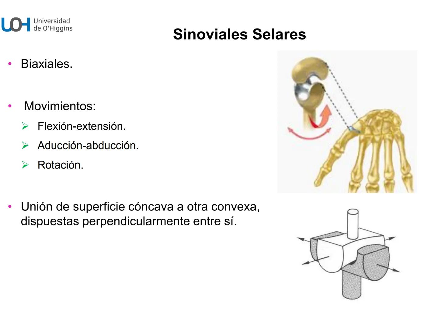 # Generalidades anatómicas
Osteología y artrología # Objetivos
- Identificar las generalidades del sistema
musculo-esquelético y tegumentar