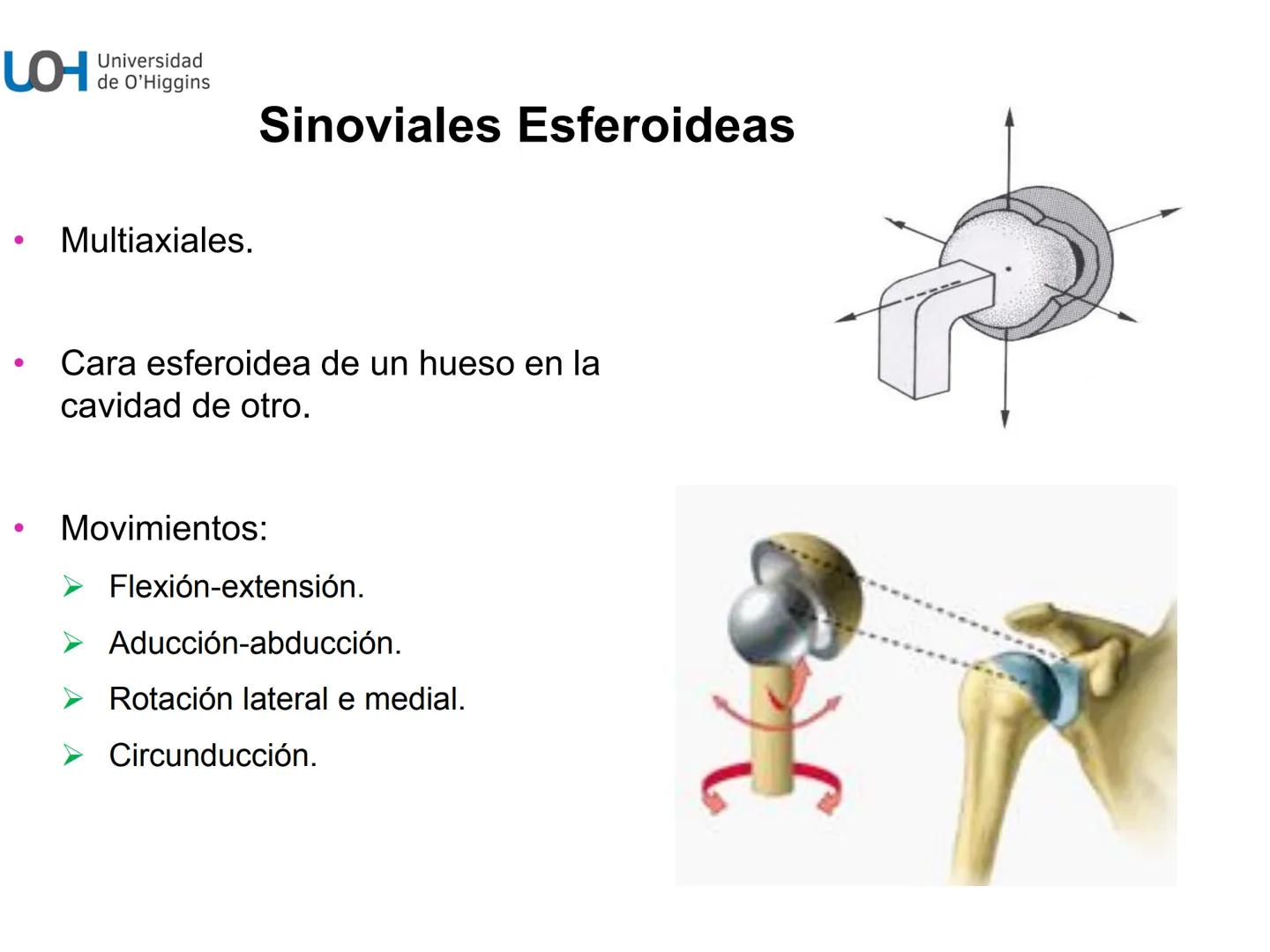 # Generalidades anatómicas
Osteología y artrología # Objetivos
- Identificar las generalidades del sistema
musculo-esquelético y tegumentar