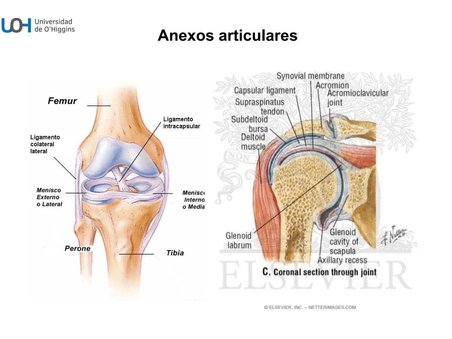 # Generalidades anatómicas
Osteología y artrología # Objetivos
- Identificar las generalidades del sistema
musculo-esquelético y tegumentar
