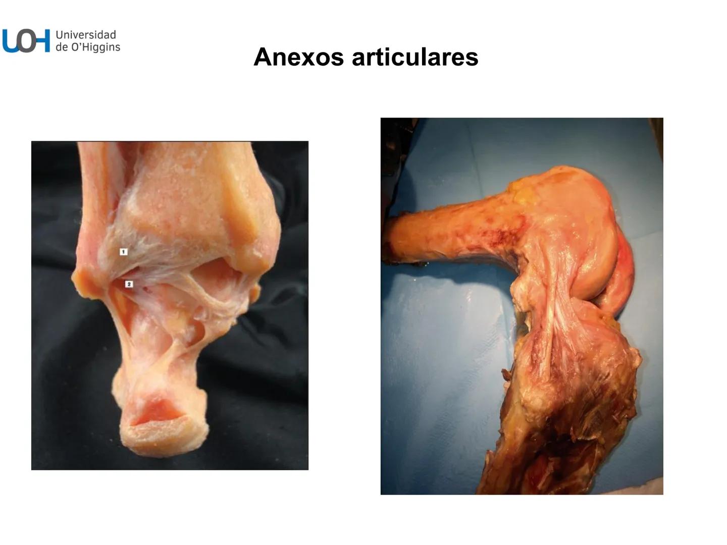 # Generalidades anatómicas
Osteología y artrología # Objetivos
- Identificar las generalidades del sistema
musculo-esquelético y tegumentar