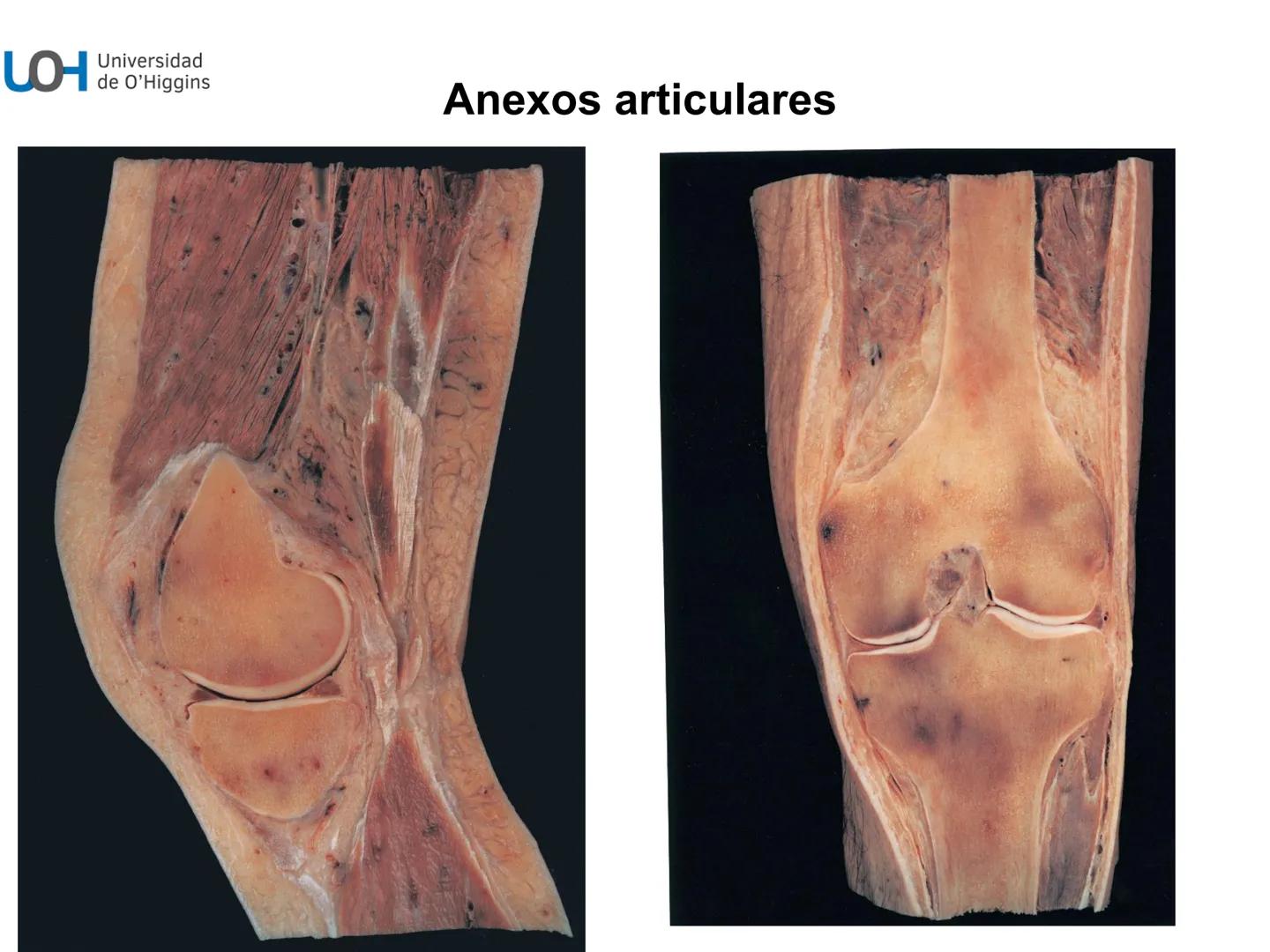 # Generalidades anatómicas
Osteología y artrología # Objetivos
- Identificar las generalidades del sistema
musculo-esquelético y tegumentar