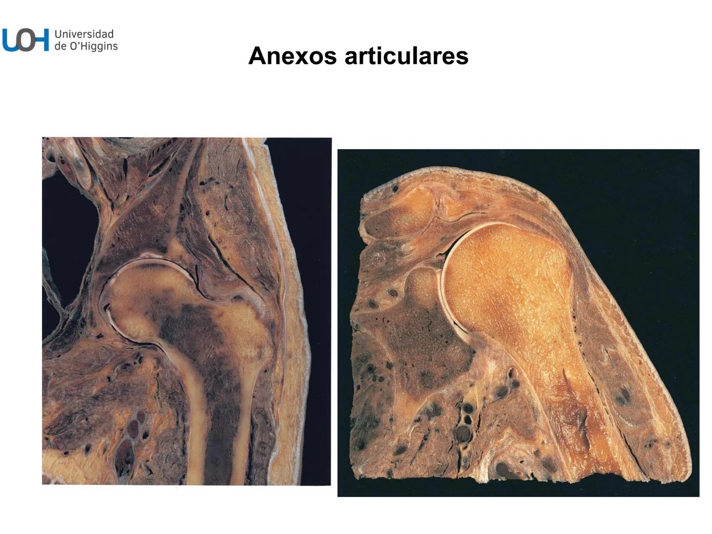# Generalidades anatómicas
Osteología y artrología # Objetivos
- Identificar las generalidades del sistema
musculo-esquelético y tegumentar
