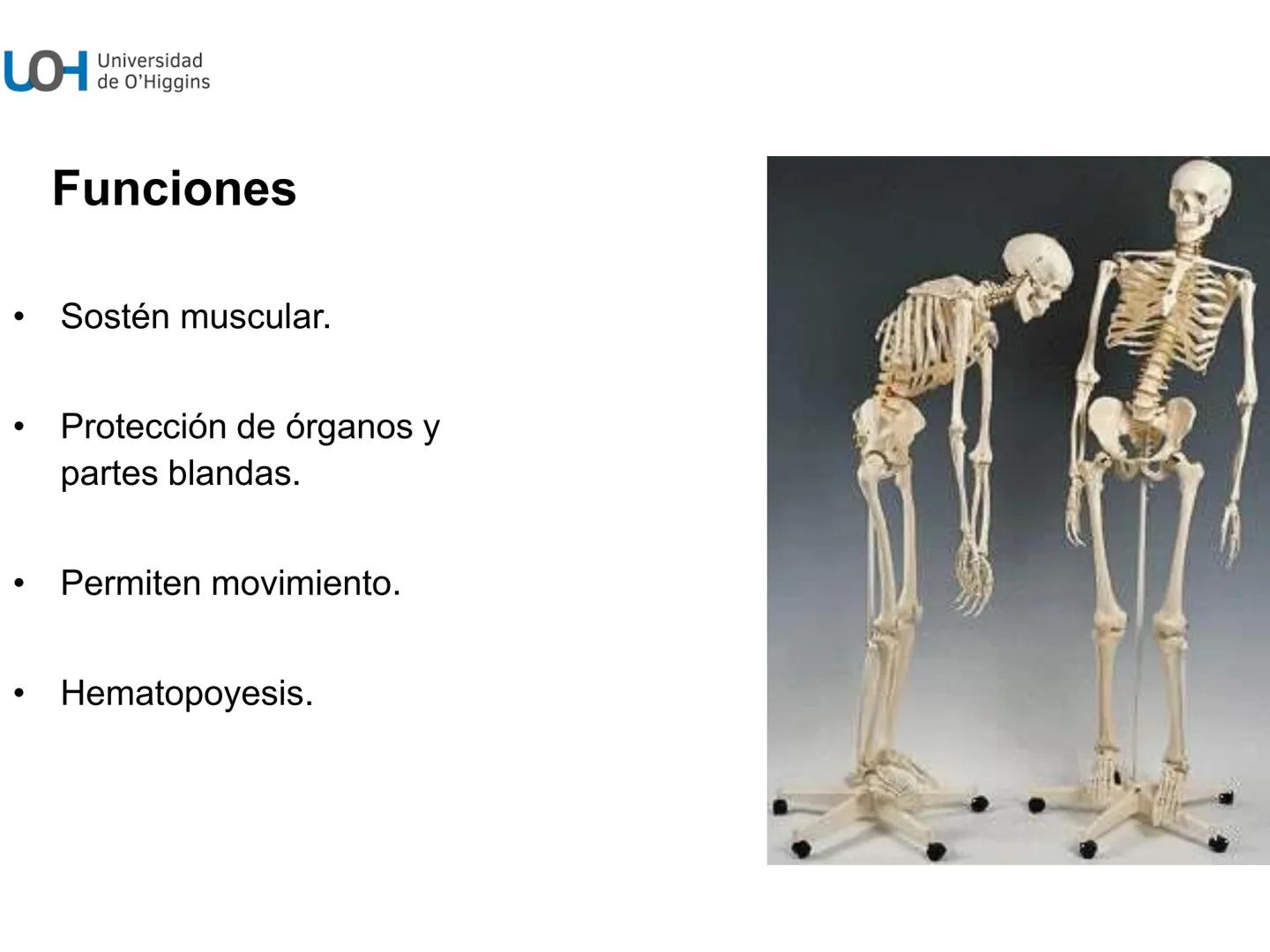 # Generalidades anatómicas
Osteología y artrología # Objetivos
- Identificar las generalidades del sistema
musculo-esquelético y tegumentar