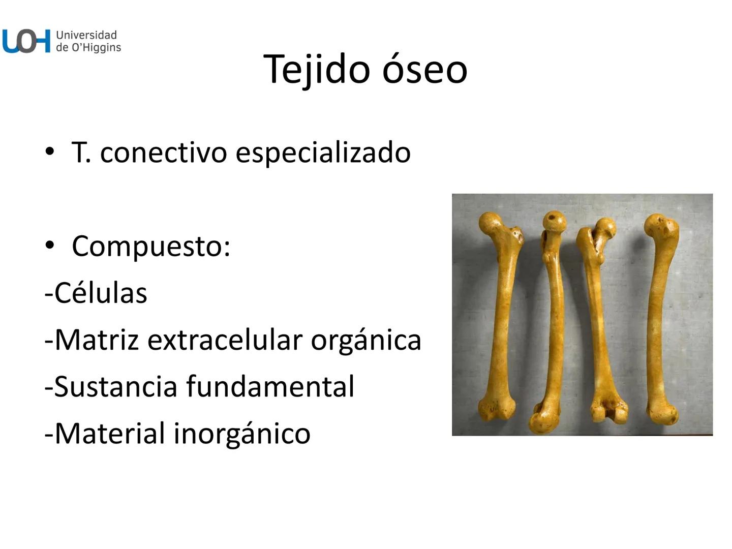 # Generalidades anatómicas
Osteología y artrología # Objetivos
- Identificar las generalidades del sistema
musculo-esquelético y tegumentar