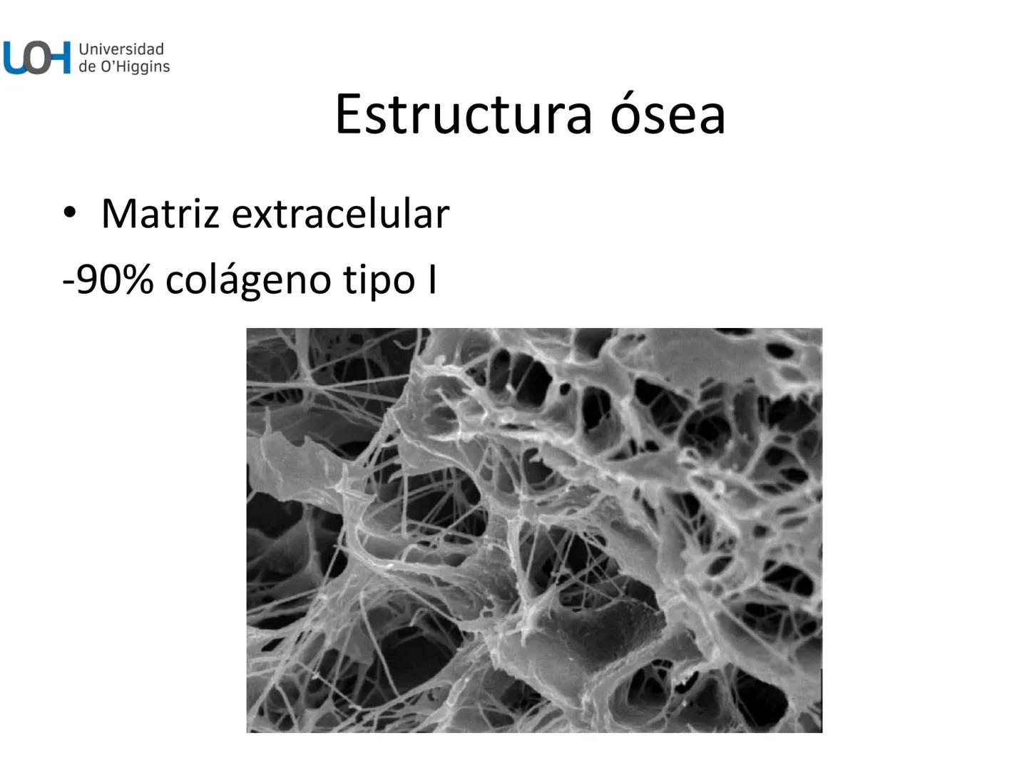# Generalidades anatómicas
Osteología y artrología # Objetivos
- Identificar las generalidades del sistema
musculo-esquelético y tegumentar