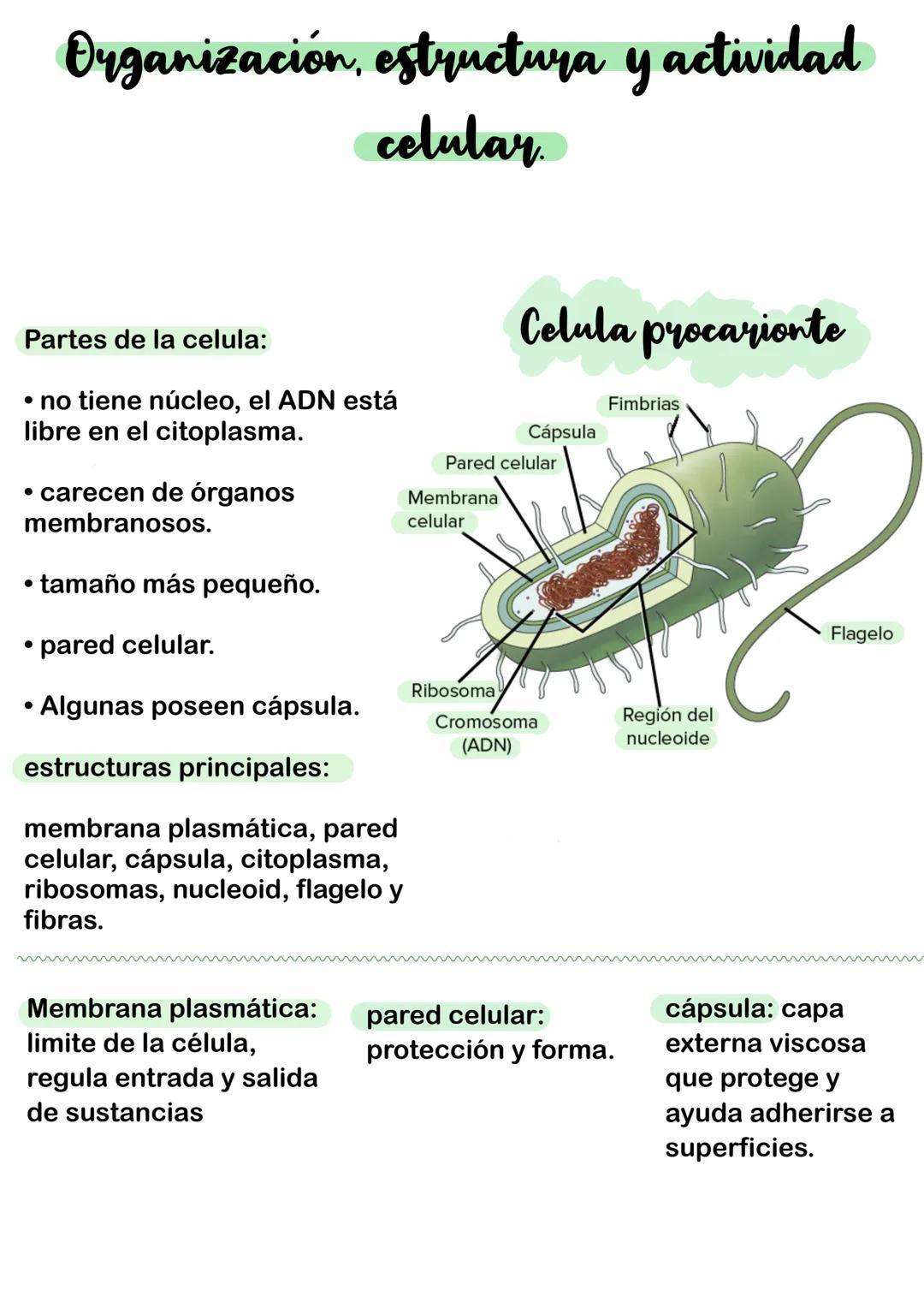 Organización, estructura y actividad
celular.
Celula procarionte
Partes de la celula:
• no tiene núcleo, el ADN está
libre en el citoplasma