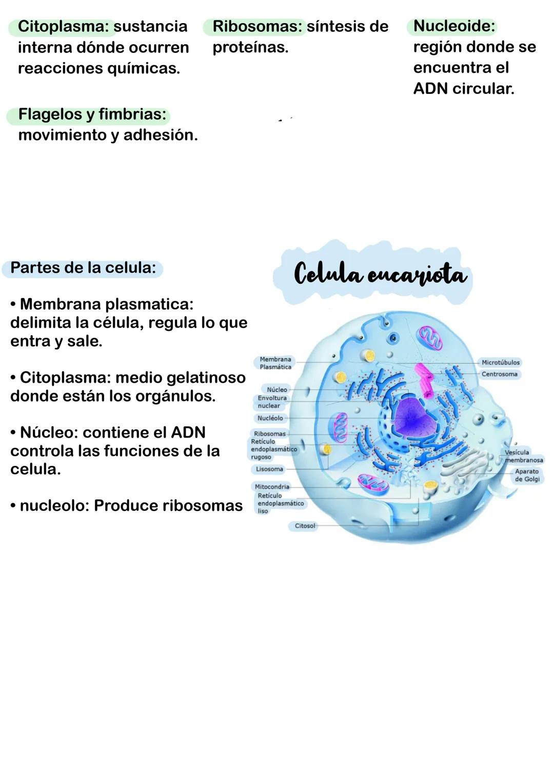 Organización, estructura y actividad
celular.
Celula procarionte
Partes de la celula:
• no tiene núcleo, el ADN está
libre en el citoplasma