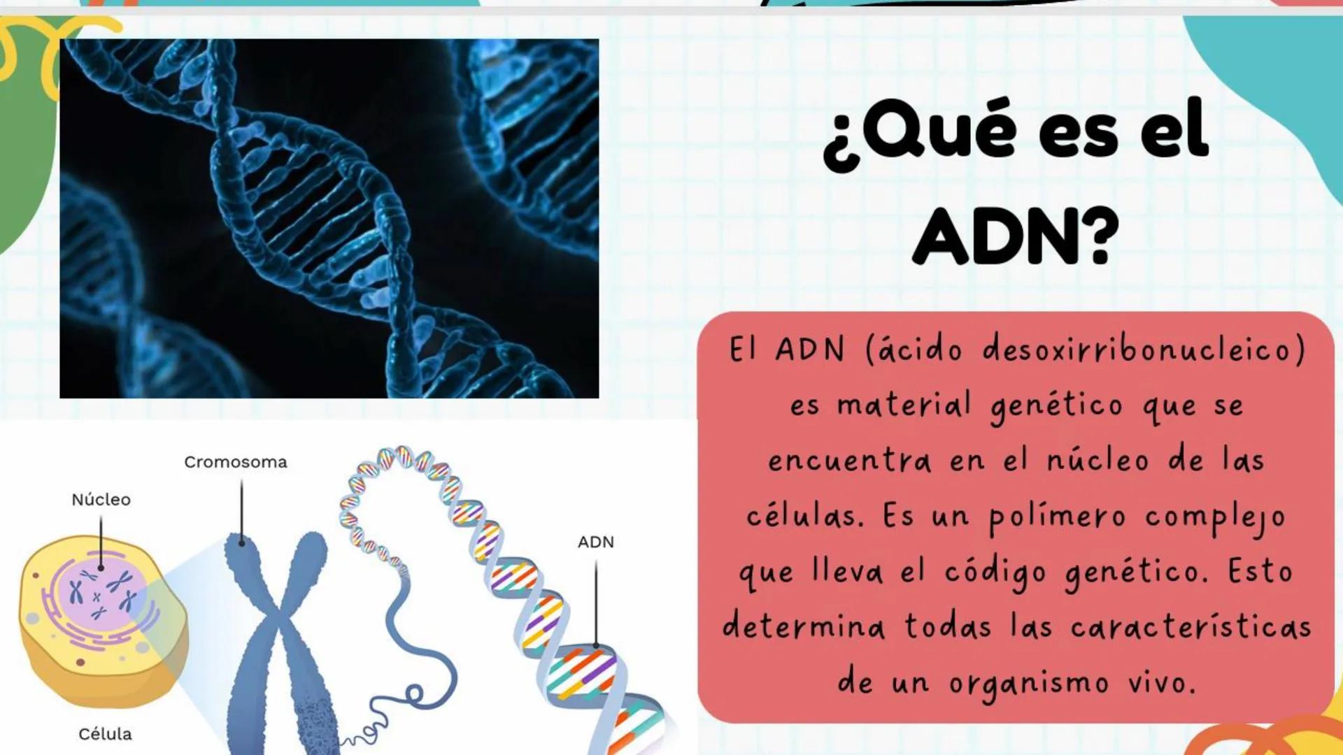 # ADN y
# Genes Cromosoma
Núcleo
Célula
ADN
¿Qué es el
ADN?
EI ADN (ácido desoxirribonucleico)
es material genético que se
encuentra e