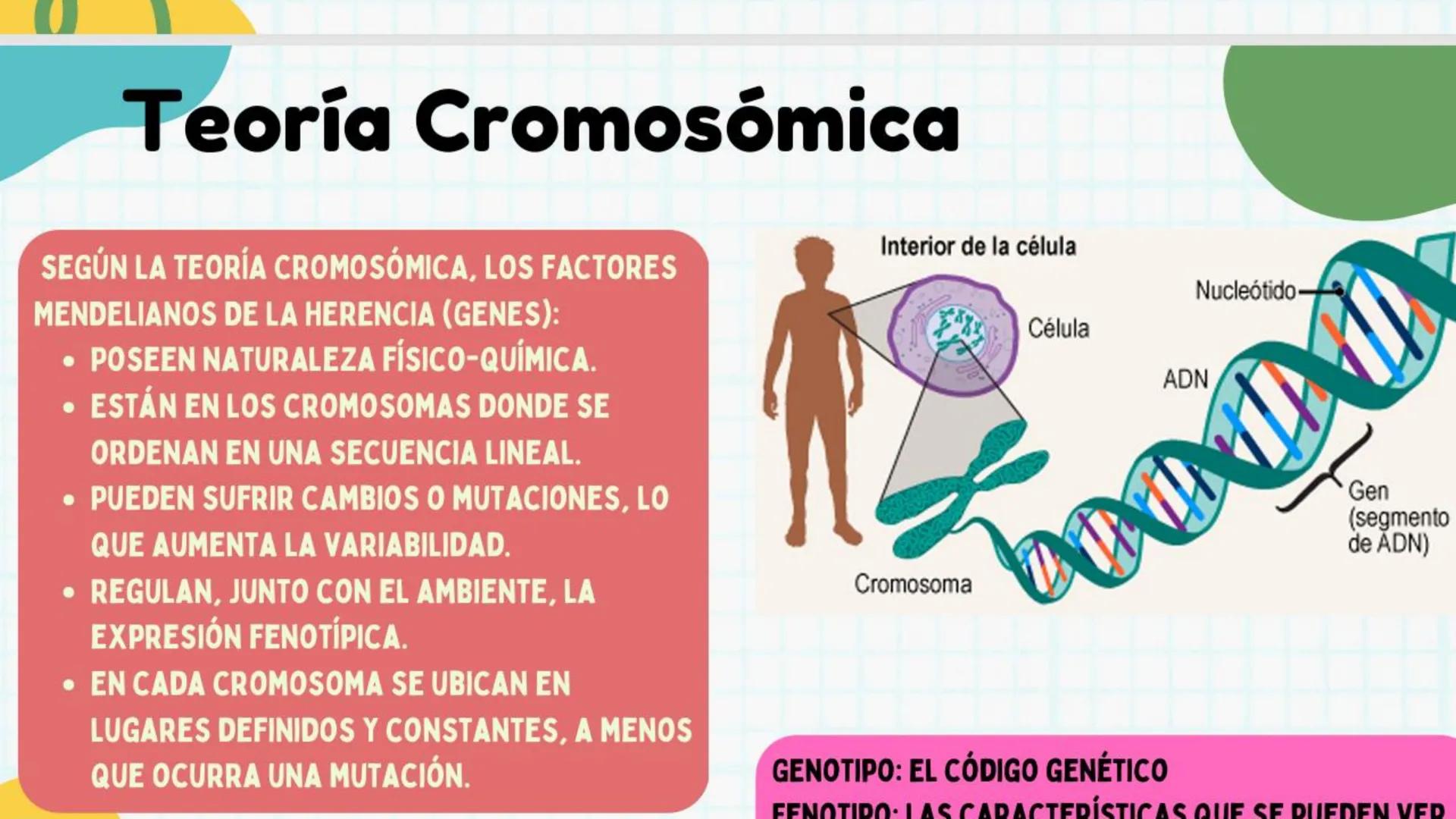 # ADN y
# Genes Cromosoma
Núcleo
Célula
ADN
¿Qué es el
ADN?
EI ADN (ácido desoxirribonucleico)
es material genético que se
encuentra e