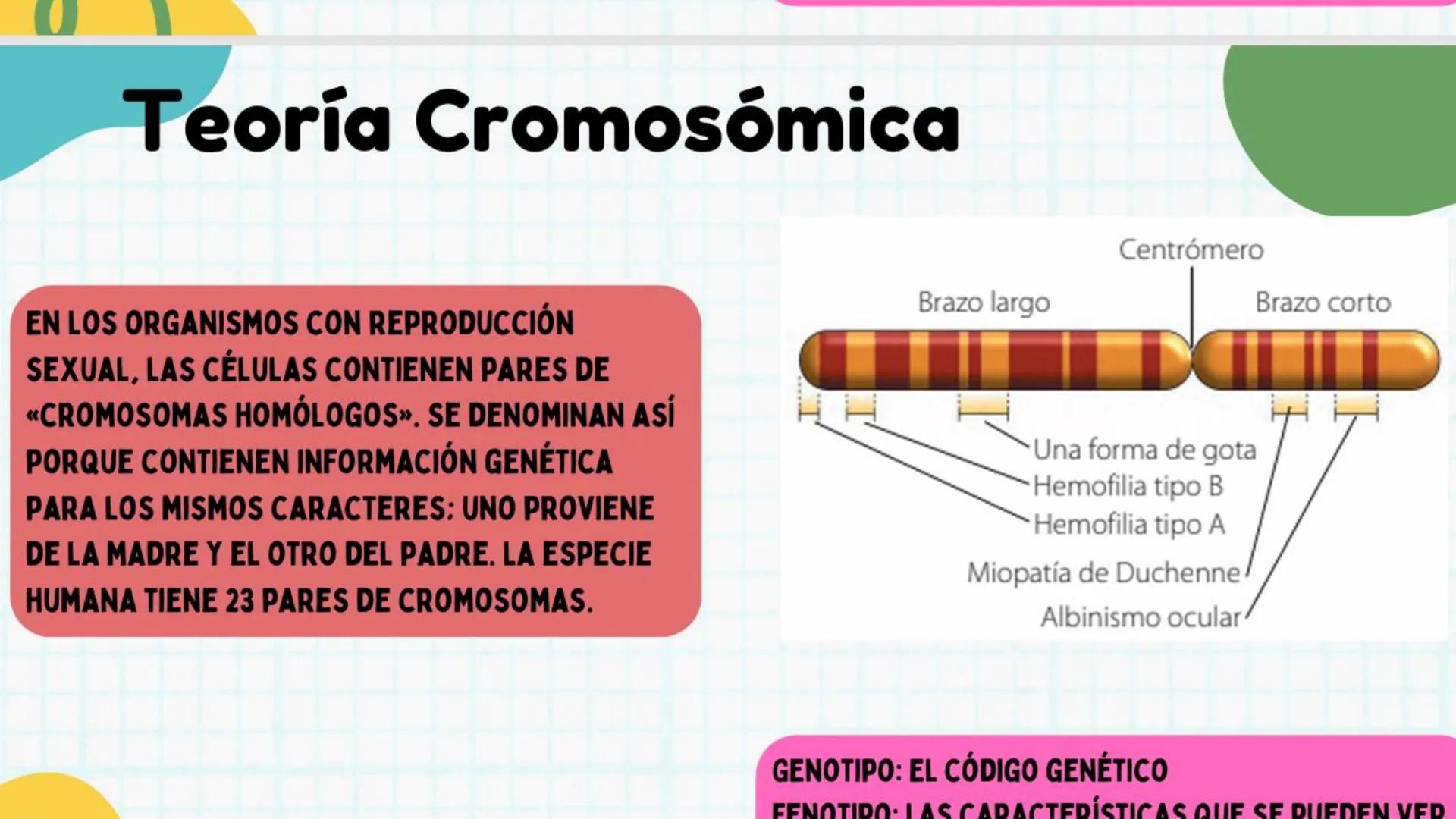 # ADN y
# Genes Cromosoma
Núcleo
Célula
ADN
¿Qué es el
ADN?
EI ADN (ácido desoxirribonucleico)
es material genético que se
encuentra e