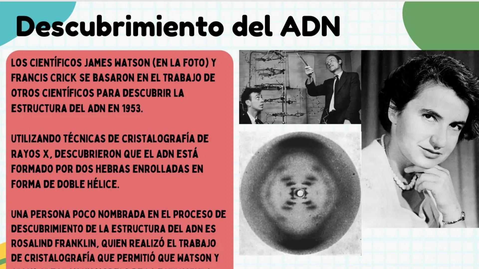 # ADN y
# Genes Cromosoma
Núcleo
Célula
ADN
¿Qué es el
ADN?
EI ADN (ácido desoxirribonucleico)
es material genético que se
encuentra e