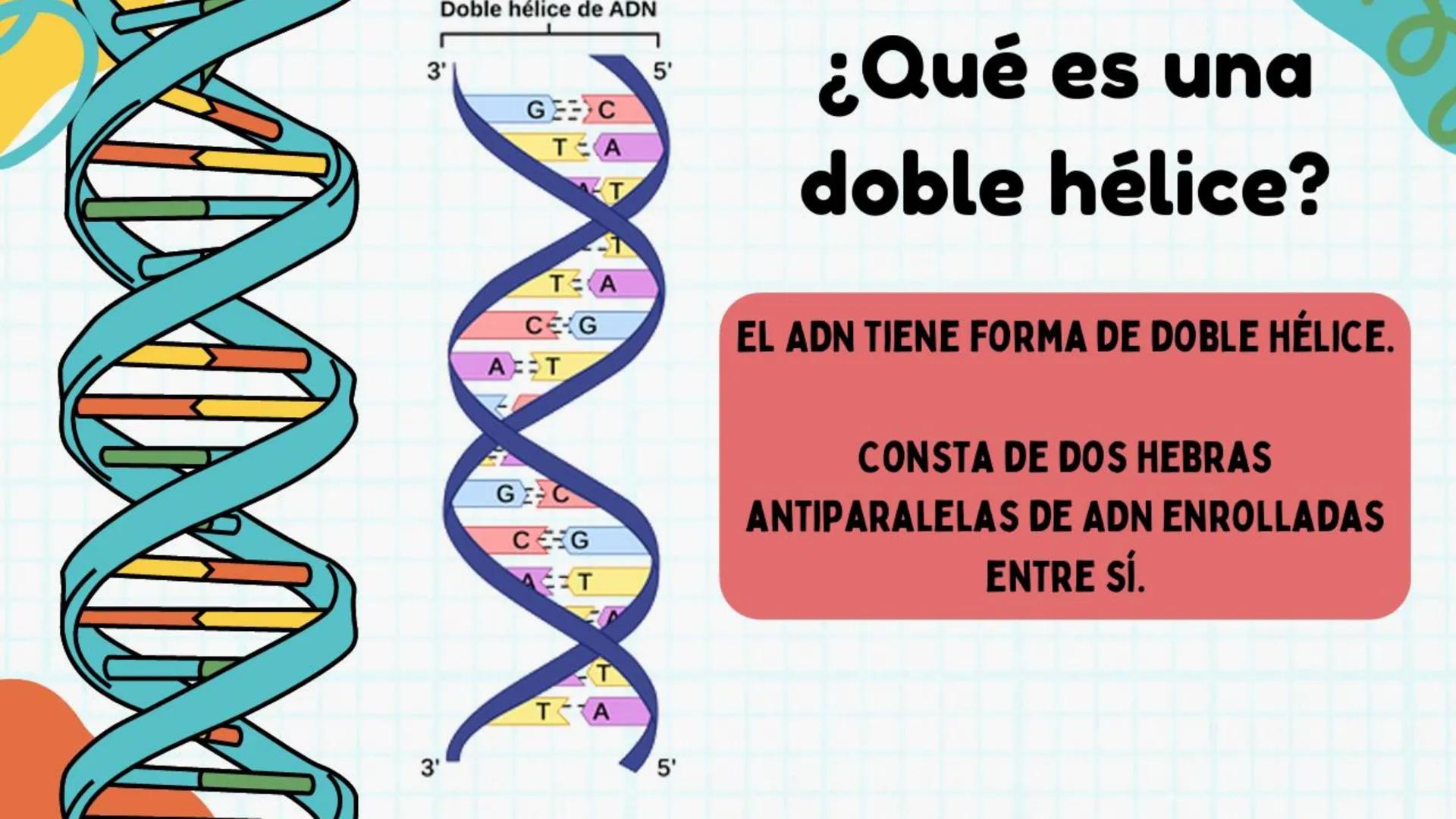 # ADN y
# Genes Cromosoma
Núcleo
Célula
ADN
¿Qué es el
ADN?
EI ADN (ácido desoxirribonucleico)
es material genético que se
encuentra e