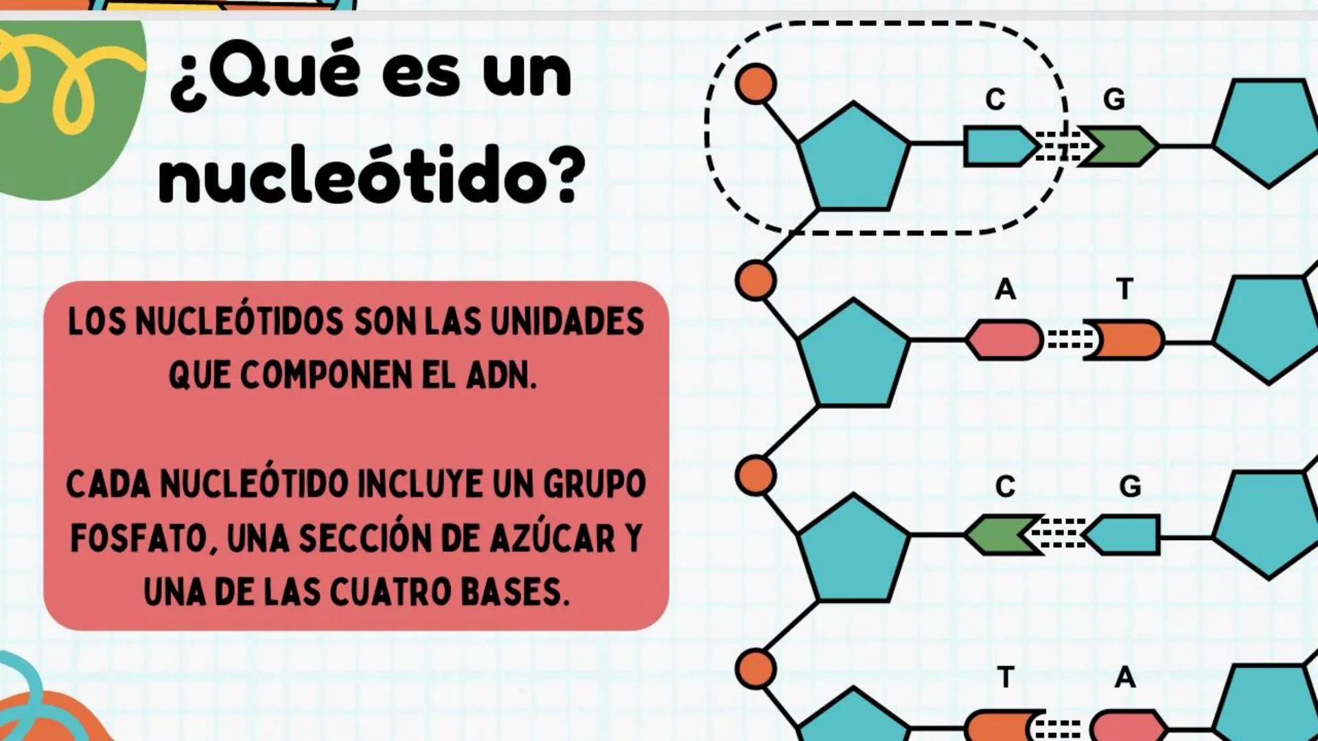 # ADN y
# Genes Cromosoma
Núcleo
Célula
ADN
¿Qué es el
ADN?
EI ADN (ácido desoxirribonucleico)
es material genético que se
encuentra e