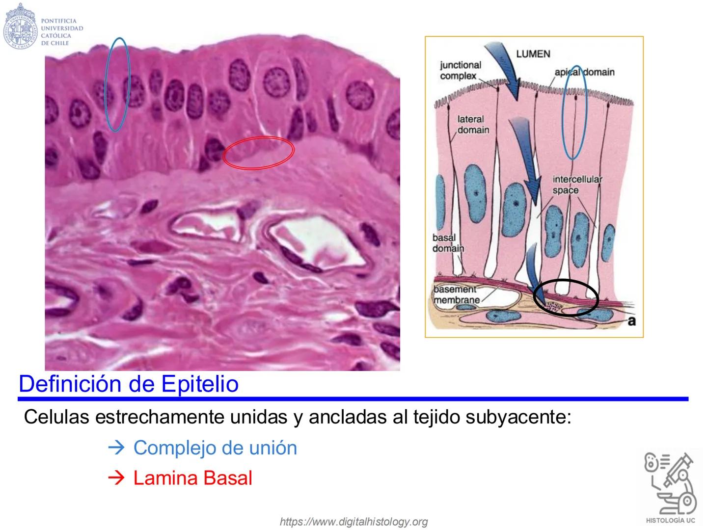 PONTIFICIA
UNIVERSIDAD
CATÓLICA
DE CHILE
HISTOLOGÍA-EMBRIOLOGÍA
VET-0100
TEJIDOS EPITELIALES
Departamento de Anatomía UC
Prof. MSc. Jovi