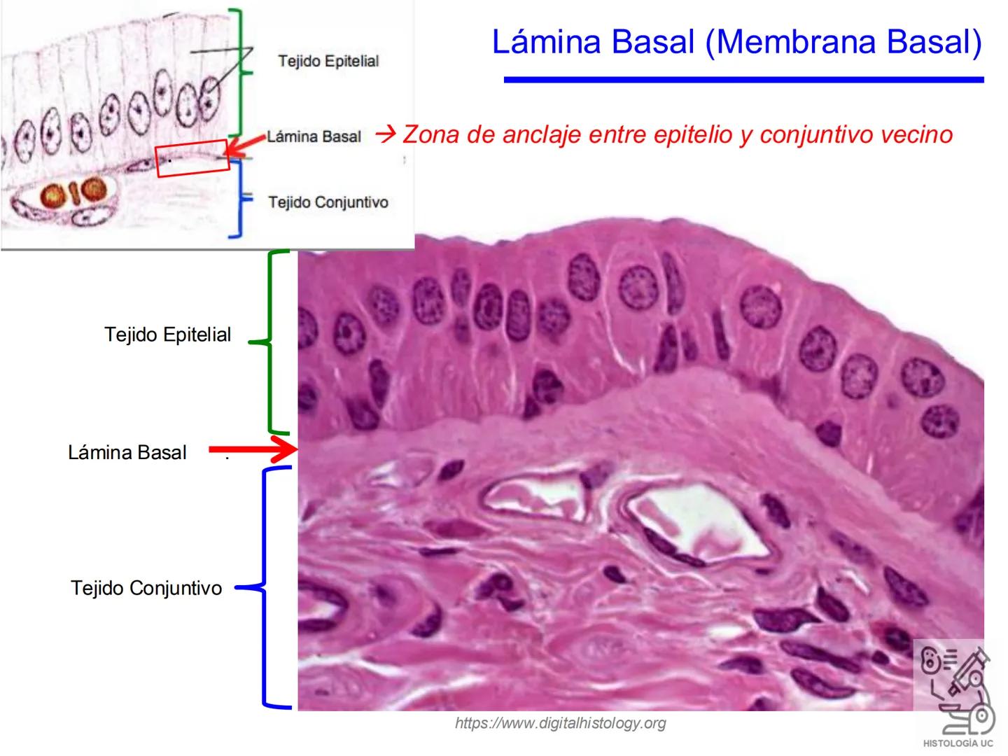 PONTIFICIA
UNIVERSIDAD
CATÓLICA
DE CHILE
HISTOLOGÍA-EMBRIOLOGÍA
VET-0100
TEJIDOS EPITELIALES
Departamento de Anatomía UC
Prof. MSc. Jovi