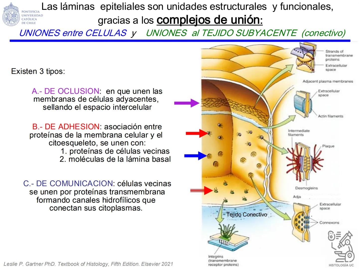 PONTIFICIA
UNIVERSIDAD
CATÓLICA
DE CHILE
HISTOLOGÍA-EMBRIOLOGÍA
VET-0100
TEJIDOS EPITELIALES
Departamento de Anatomía UC
Prof. MSc. Jovi