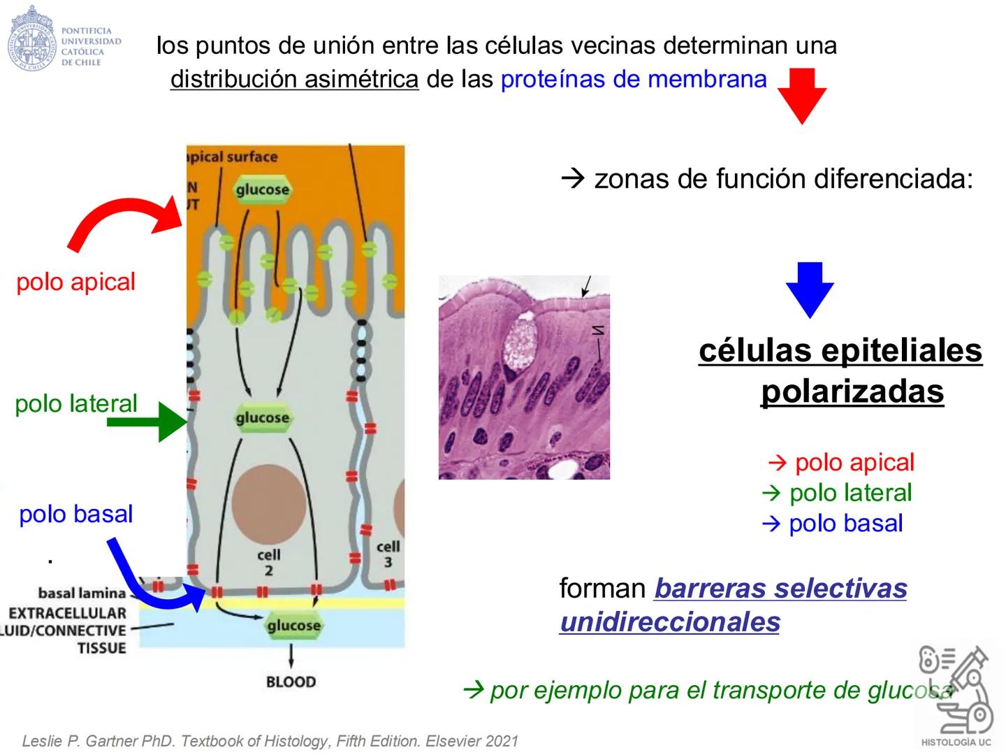 PONTIFICIA
UNIVERSIDAD
CATÓLICA
DE CHILE
HISTOLOGÍA-EMBRIOLOGÍA
VET-0100
TEJIDOS EPITELIALES
Departamento de Anatomía UC
Prof. MSc. Jovi