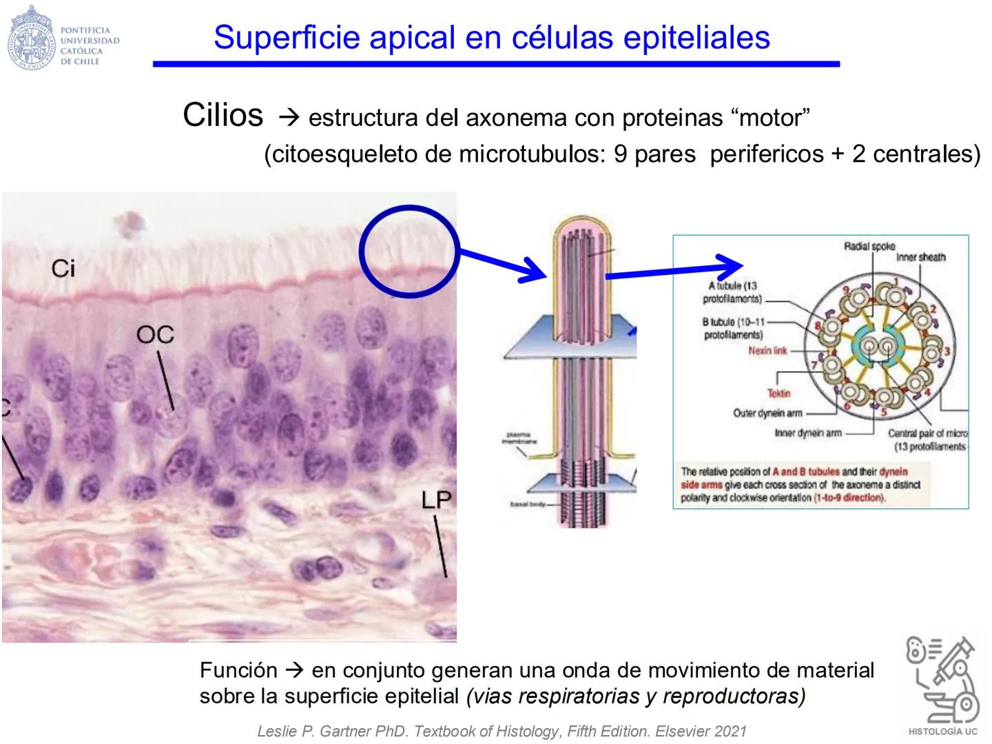 PONTIFICIA
UNIVERSIDAD
CATÓLICA
DE CHILE
HISTOLOGÍA-EMBRIOLOGÍA
VET-0100
TEJIDOS EPITELIALES
Departamento de Anatomía UC
Prof. MSc. Jovi