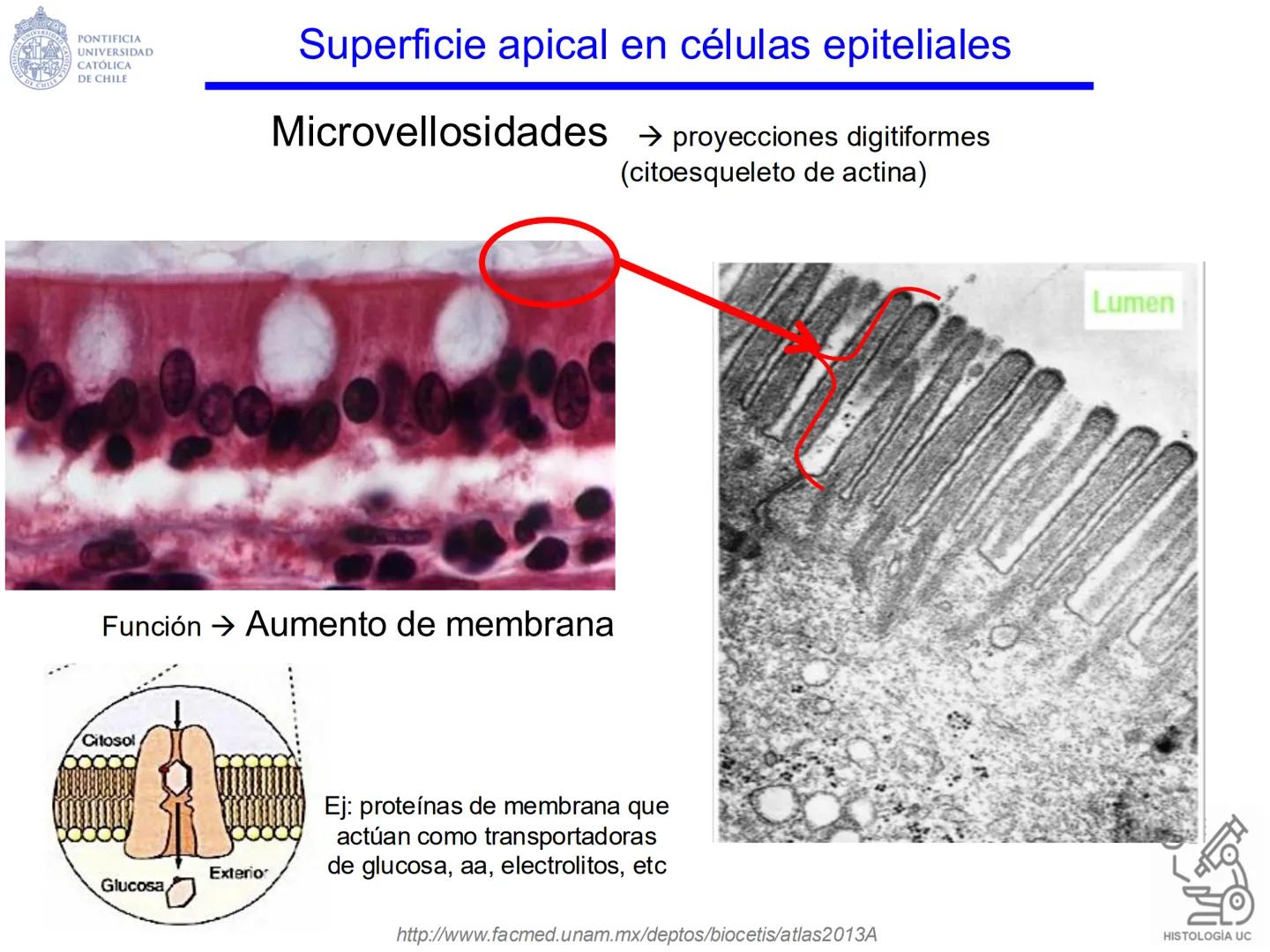 PONTIFICIA
UNIVERSIDAD
CATÓLICA
DE CHILE
HISTOLOGÍA-EMBRIOLOGÍA
VET-0100
TEJIDOS EPITELIALES
Departamento de Anatomía UC
Prof. MSc. Jovi