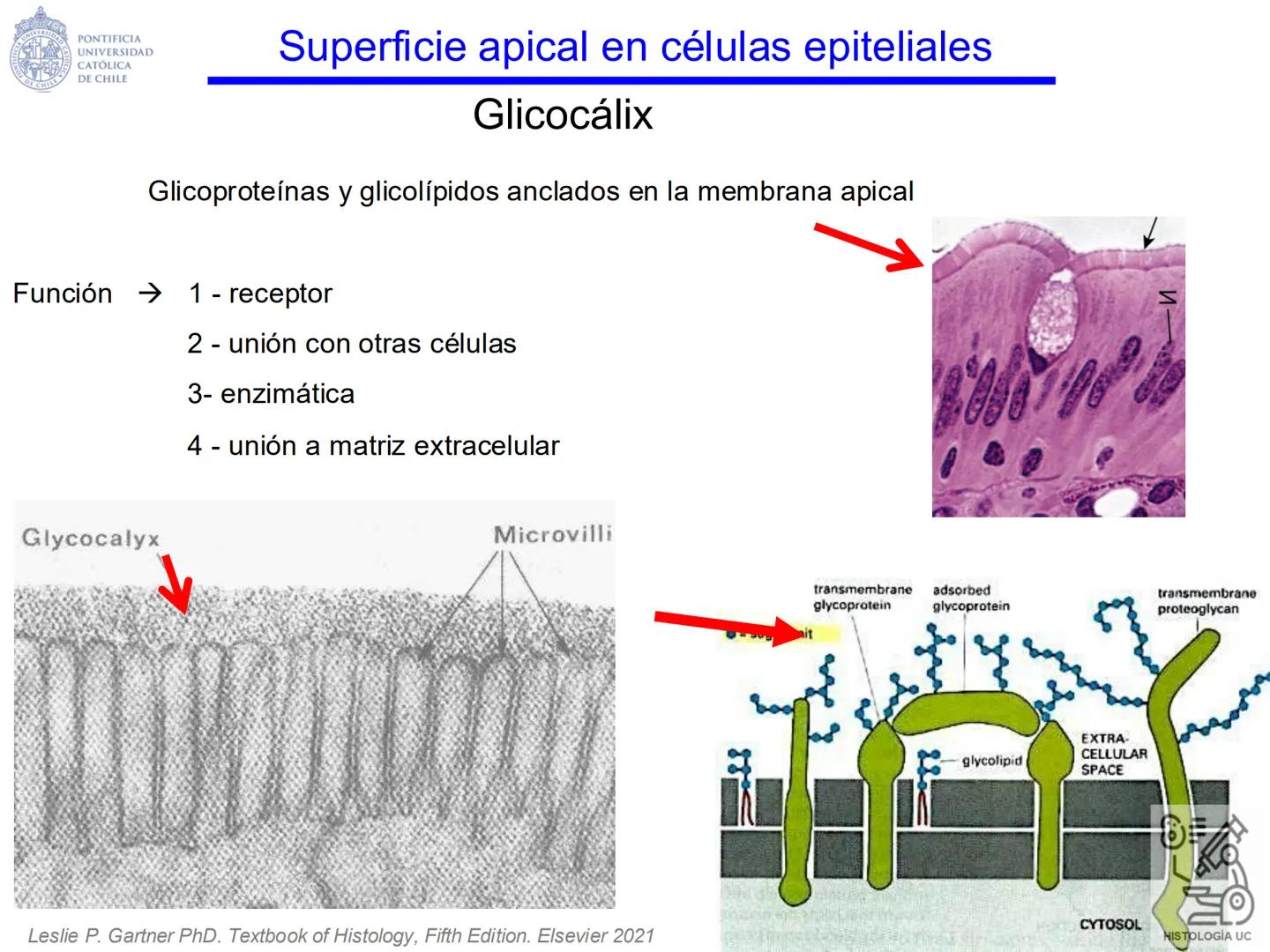 PONTIFICIA
UNIVERSIDAD
CATÓLICA
DE CHILE
HISTOLOGÍA-EMBRIOLOGÍA
VET-0100
TEJIDOS EPITELIALES
Departamento de Anatomía UC
Prof. MSc. Jovi