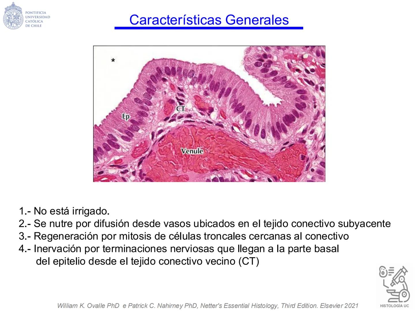 PONTIFICIA
UNIVERSIDAD
CATÓLICA
DE CHILE
HISTOLOGÍA-EMBRIOLOGÍA
VET-0100
TEJIDOS EPITELIALES
Departamento de Anatomía UC
Prof. MSc. Jovi