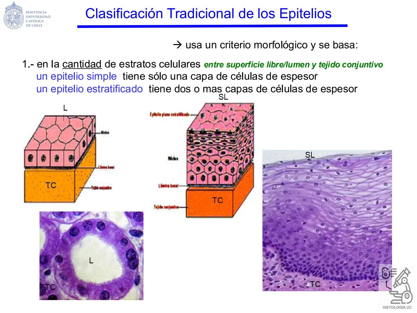 PONTIFICIA
UNIVERSIDAD
CATÓLICA
DE CHILE
HISTOLOGÍA-EMBRIOLOGÍA
VET-0100
TEJIDOS EPITELIALES
Departamento de Anatomía UC
Prof. MSc. Jovi