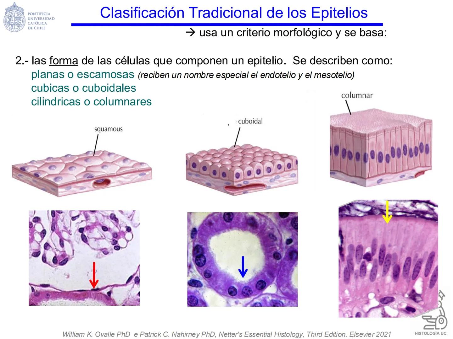 PONTIFICIA
UNIVERSIDAD
CATÓLICA
DE CHILE
HISTOLOGÍA-EMBRIOLOGÍA
VET-0100
TEJIDOS EPITELIALES
Departamento de Anatomía UC
Prof. MSc. Jovi