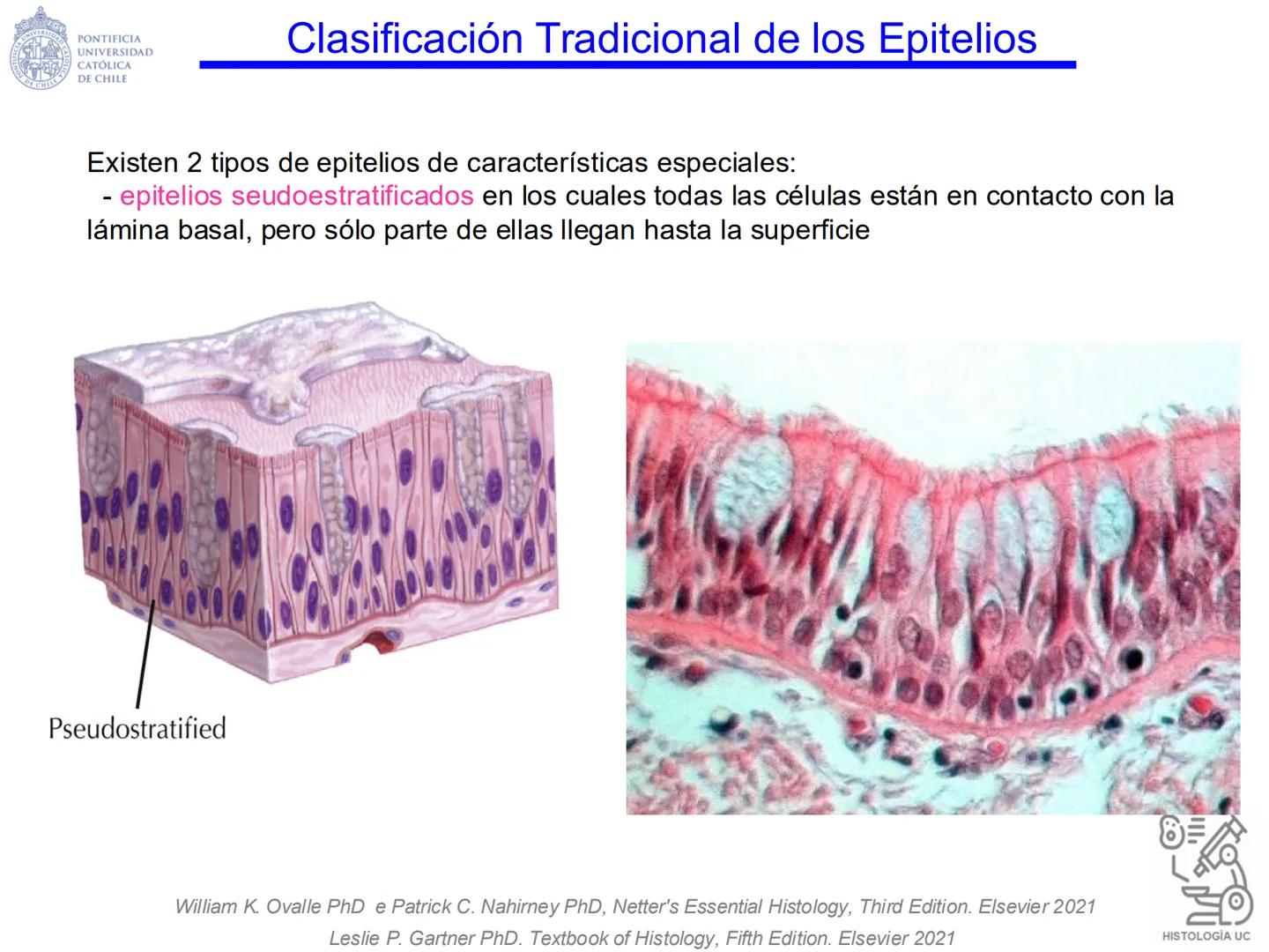 PONTIFICIA
UNIVERSIDAD
CATÓLICA
DE CHILE
HISTOLOGÍA-EMBRIOLOGÍA
VET-0100
TEJIDOS EPITELIALES
Departamento de Anatomía UC
Prof. MSc. Jovi