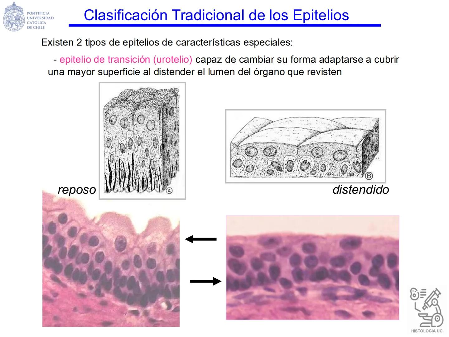 PONTIFICIA
UNIVERSIDAD
CATÓLICA
DE CHILE
HISTOLOGÍA-EMBRIOLOGÍA
VET-0100
TEJIDOS EPITELIALES
Departamento de Anatomía UC
Prof. MSc. Jovi