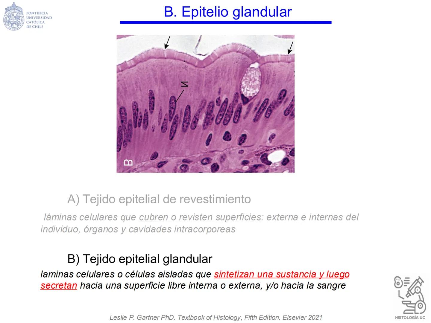PONTIFICIA
UNIVERSIDAD
CATÓLICA
DE CHILE
HISTOLOGÍA-EMBRIOLOGÍA
VET-0100
TEJIDOS EPITELIALES
Departamento de Anatomía UC
Prof. MSc. Jovi