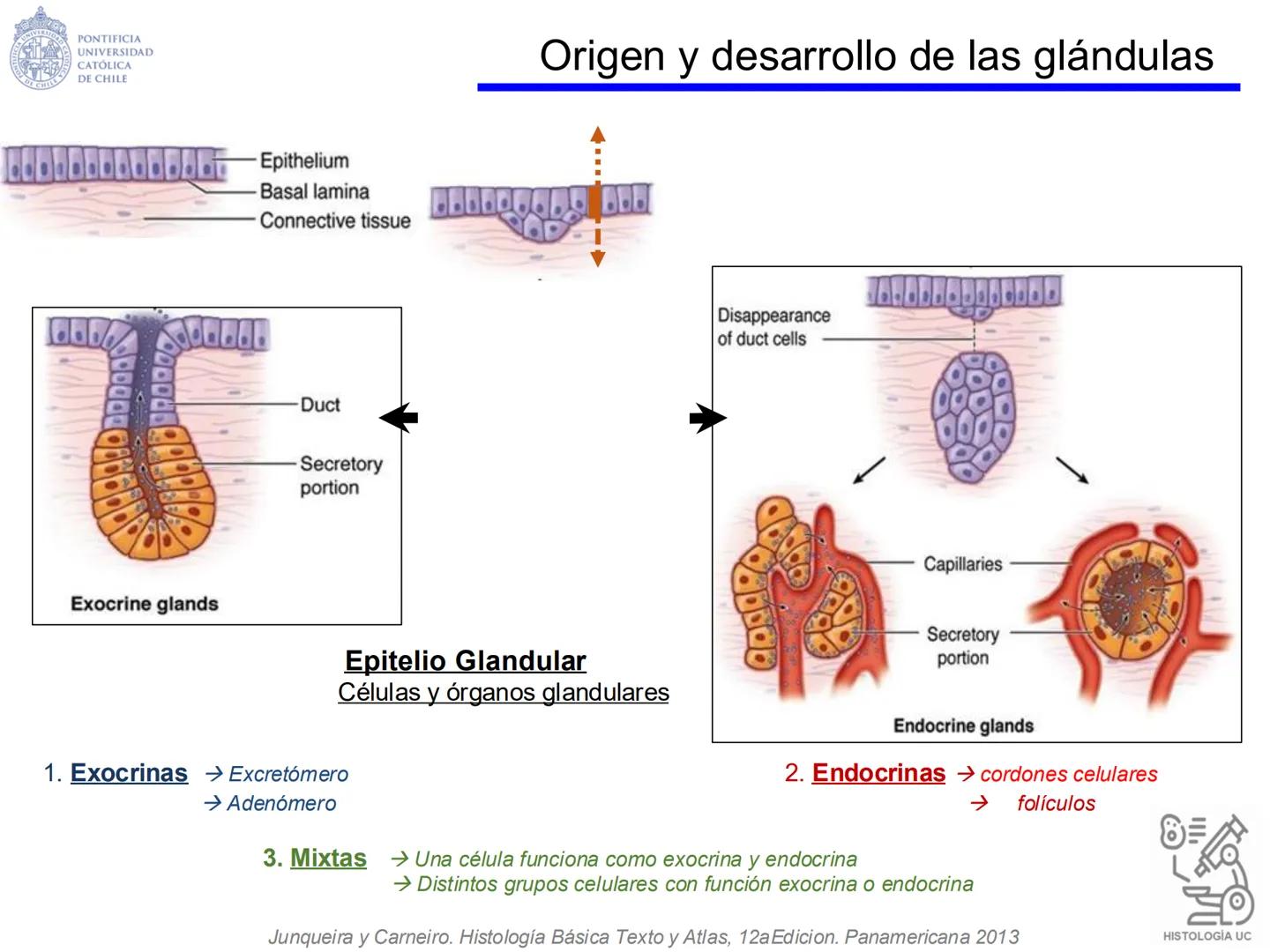 PONTIFICIA
UNIVERSIDAD
CATÓLICA
DE CHILE
HISTOLOGÍA-EMBRIOLOGÍA
VET-0100
TEJIDOS EPITELIALES
Departamento de Anatomía UC
Prof. MSc. Jovi