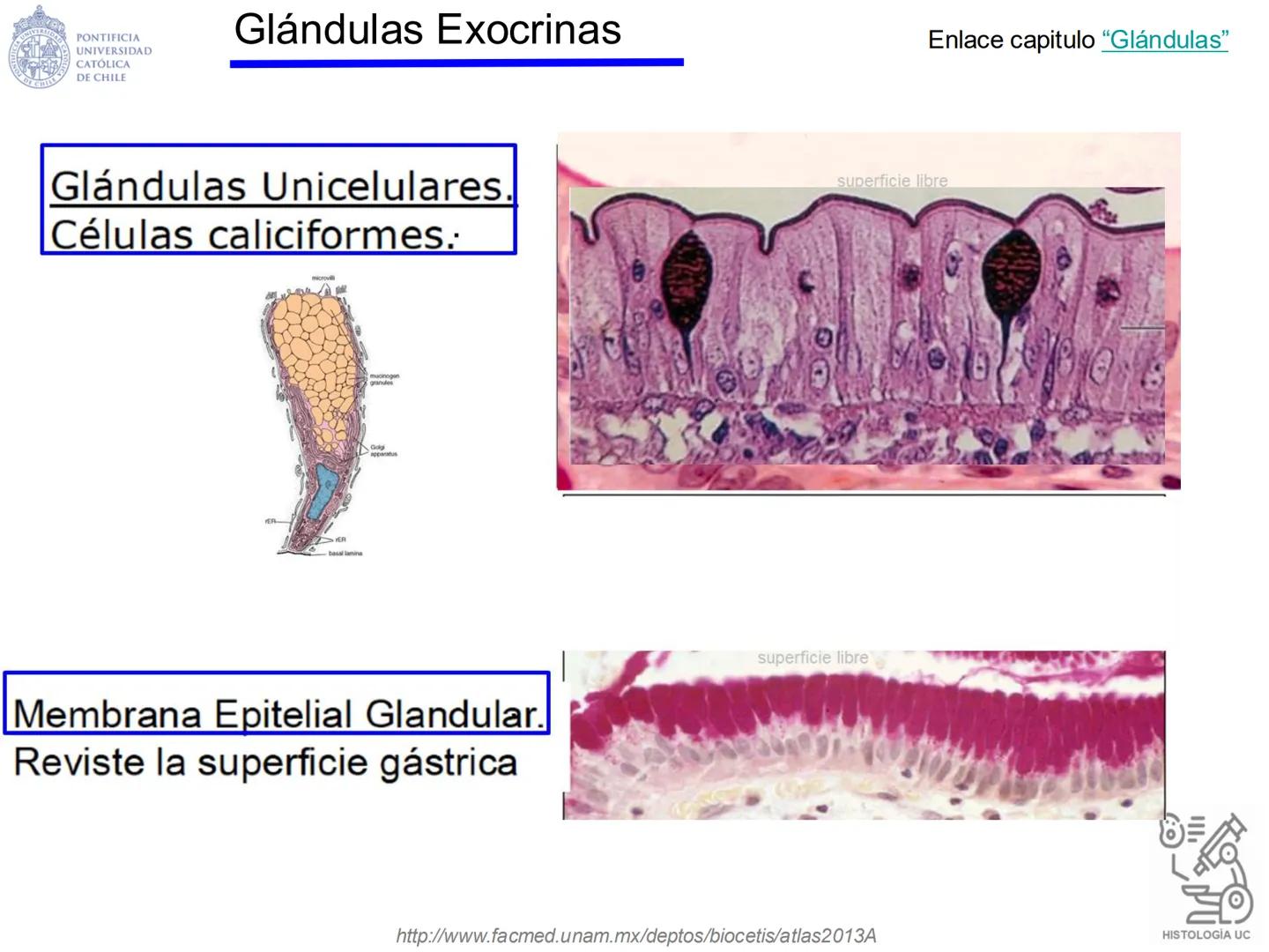 PONTIFICIA
UNIVERSIDAD
CATÓLICA
DE CHILE
HISTOLOGÍA-EMBRIOLOGÍA
VET-0100
TEJIDOS EPITELIALES
Departamento de Anatomía UC
Prof. MSc. Jovi