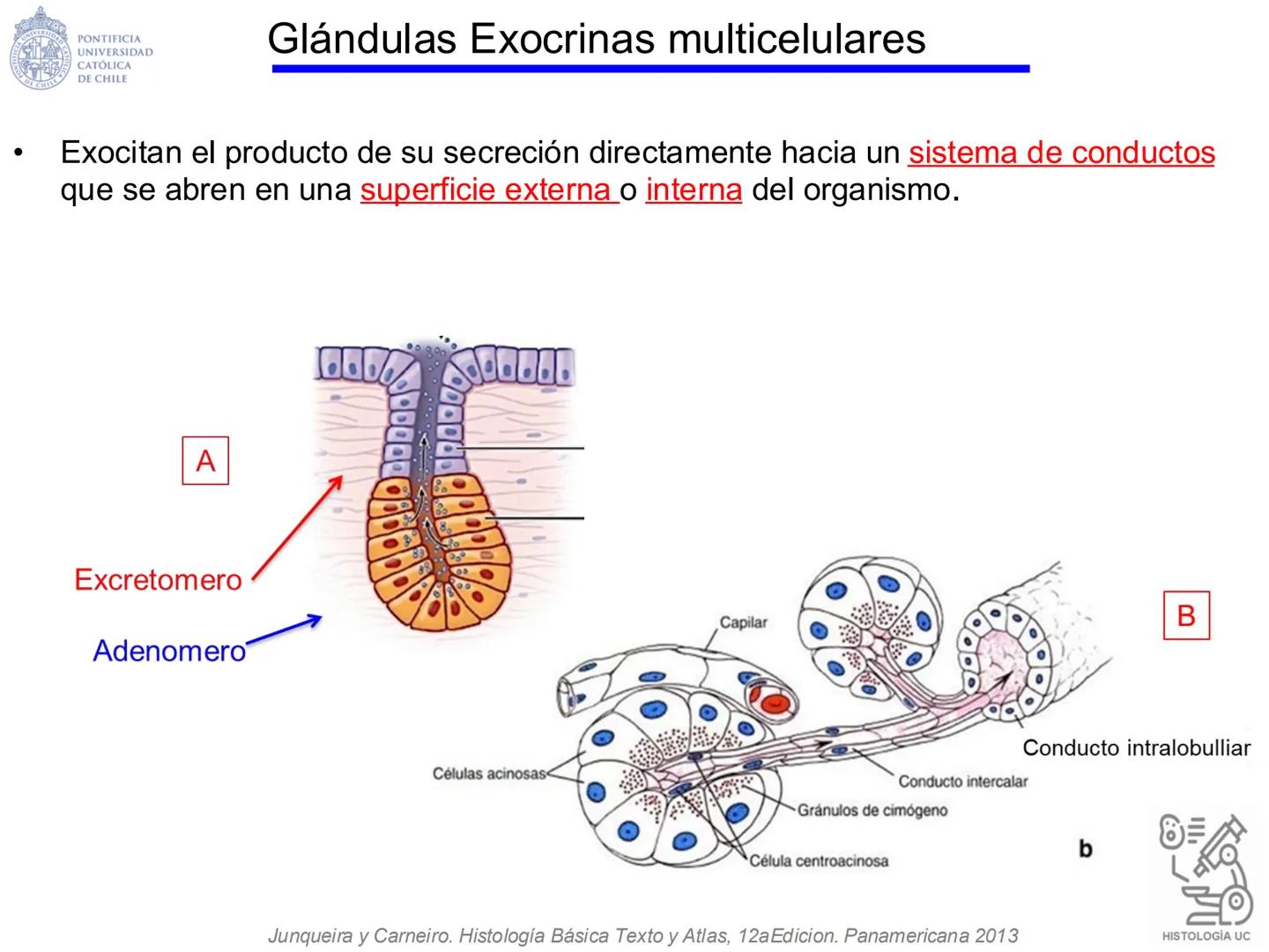 PONTIFICIA
UNIVERSIDAD
CATÓLICA
DE CHILE
HISTOLOGÍA-EMBRIOLOGÍA
VET-0100
TEJIDOS EPITELIALES
Departamento de Anatomía UC
Prof. MSc. Jovi