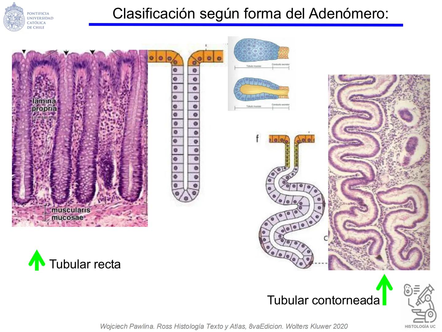 PONTIFICIA
UNIVERSIDAD
CATÓLICA
DE CHILE
HISTOLOGÍA-EMBRIOLOGÍA
VET-0100
TEJIDOS EPITELIALES
Departamento de Anatomía UC
Prof. MSc. Jovi