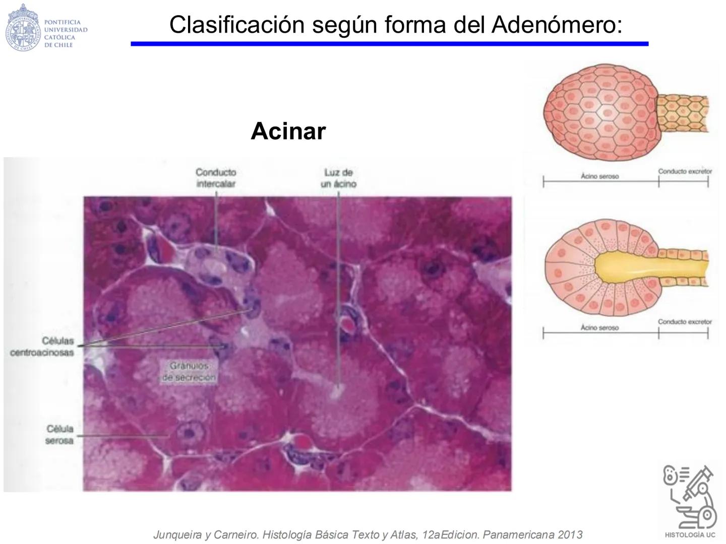PONTIFICIA
UNIVERSIDAD
CATÓLICA
DE CHILE
HISTOLOGÍA-EMBRIOLOGÍA
VET-0100
TEJIDOS EPITELIALES
Departamento de Anatomía UC
Prof. MSc. Jovi
