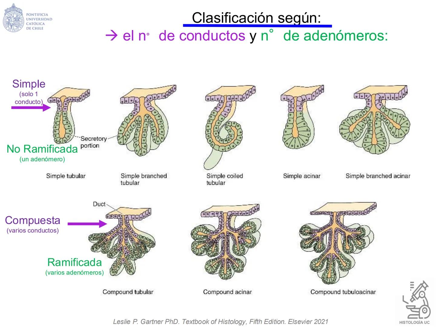PONTIFICIA
UNIVERSIDAD
CATÓLICA
DE CHILE
HISTOLOGÍA-EMBRIOLOGÍA
VET-0100
TEJIDOS EPITELIALES
Departamento de Anatomía UC
Prof. MSc. Jovi