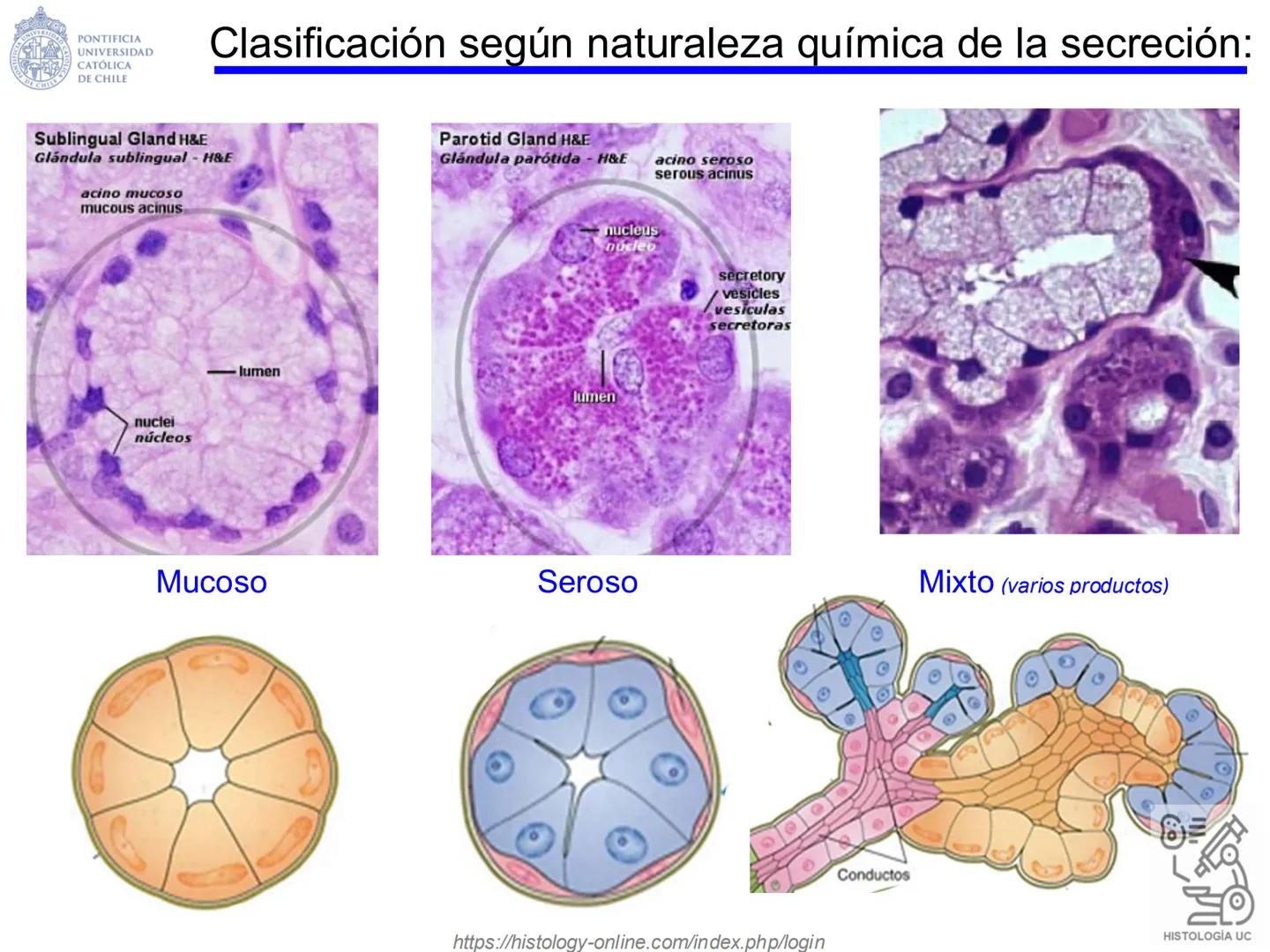 PONTIFICIA
UNIVERSIDAD
CATÓLICA
DE CHILE
HISTOLOGÍA-EMBRIOLOGÍA
VET-0100
TEJIDOS EPITELIALES
Departamento de Anatomía UC
Prof. MSc. Jovi