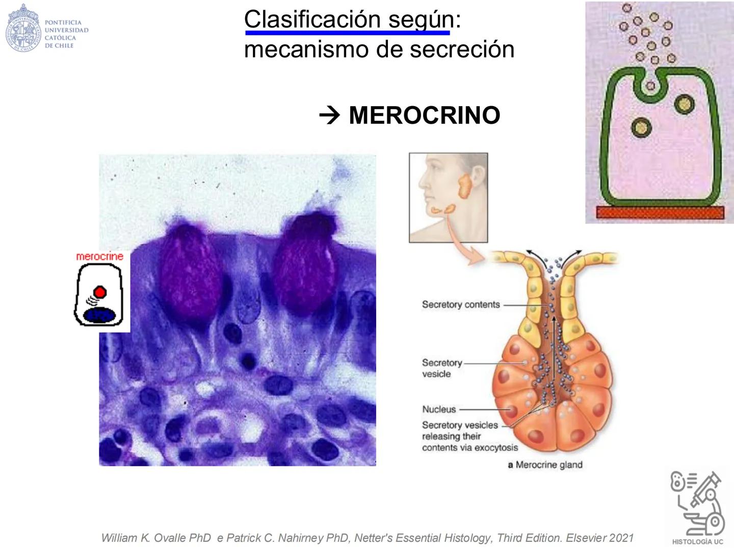 PONTIFICIA
UNIVERSIDAD
CATÓLICA
DE CHILE
HISTOLOGÍA-EMBRIOLOGÍA
VET-0100
TEJIDOS EPITELIALES
Departamento de Anatomía UC
Prof. MSc. Jovi