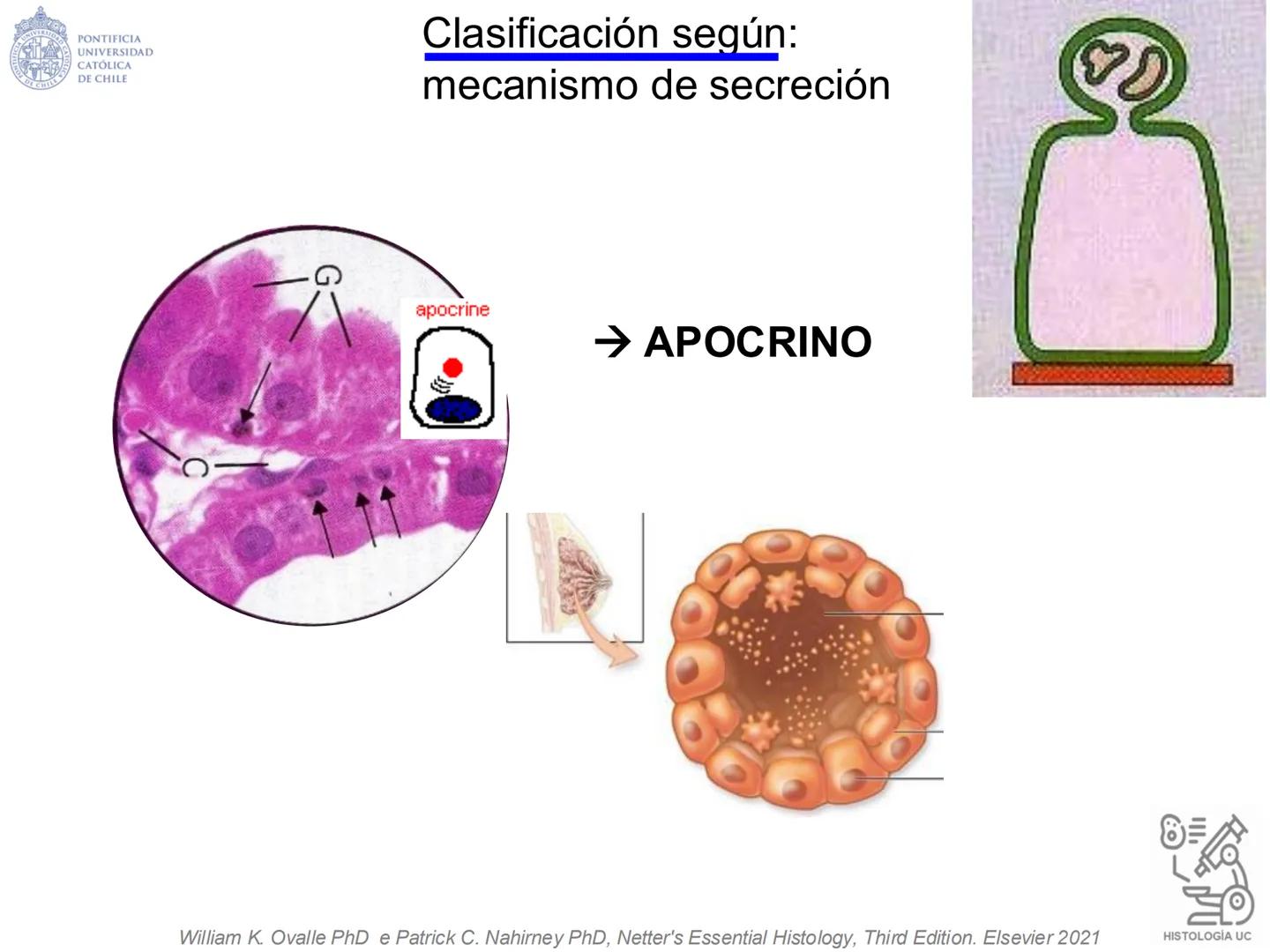 PONTIFICIA
UNIVERSIDAD
CATÓLICA
DE CHILE
HISTOLOGÍA-EMBRIOLOGÍA
VET-0100
TEJIDOS EPITELIALES
Departamento de Anatomía UC
Prof. MSc. Jovi