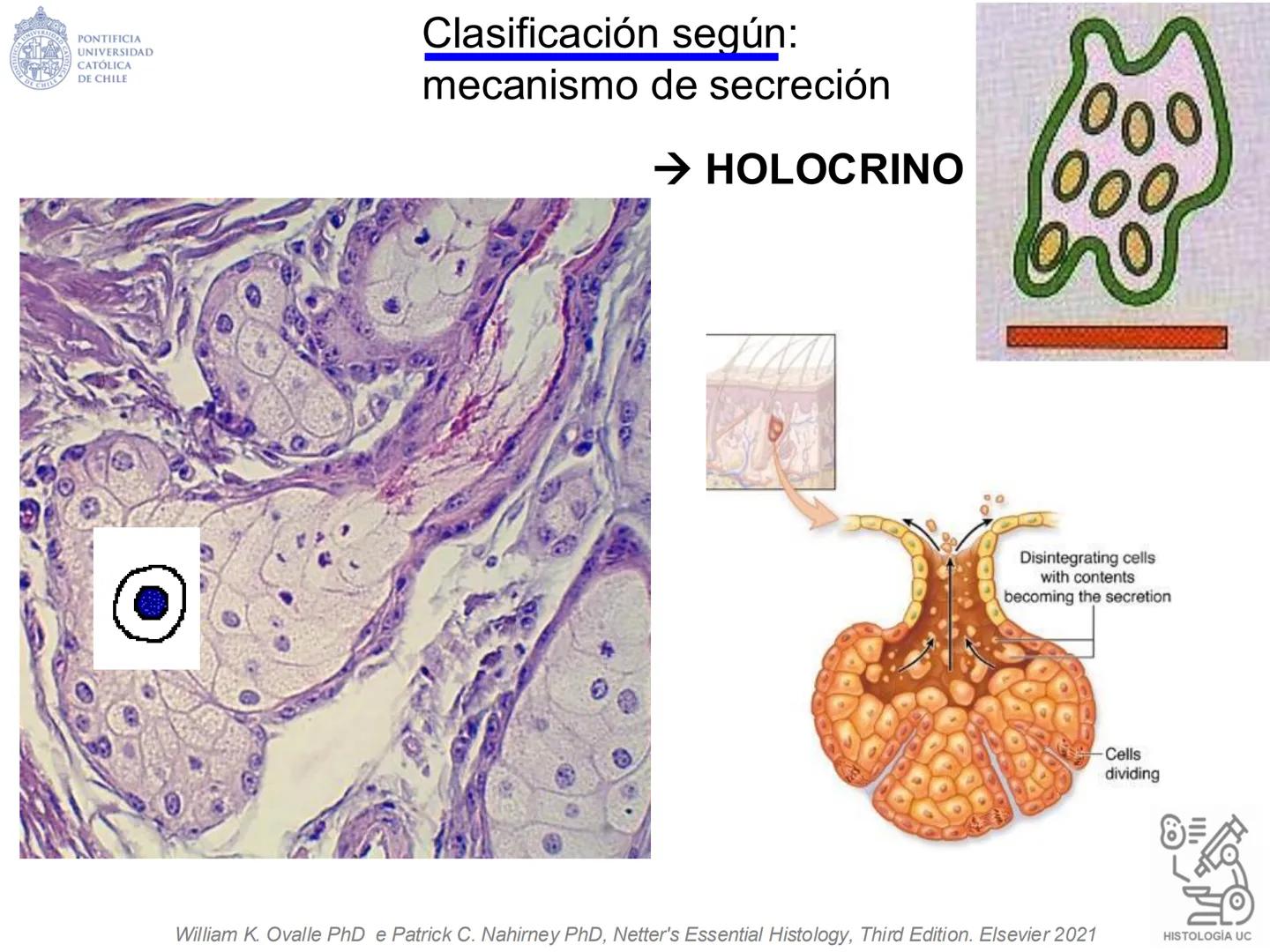 PONTIFICIA
UNIVERSIDAD
CATÓLICA
DE CHILE
HISTOLOGÍA-EMBRIOLOGÍA
VET-0100
TEJIDOS EPITELIALES
Departamento de Anatomía UC
Prof. MSc. Jovi