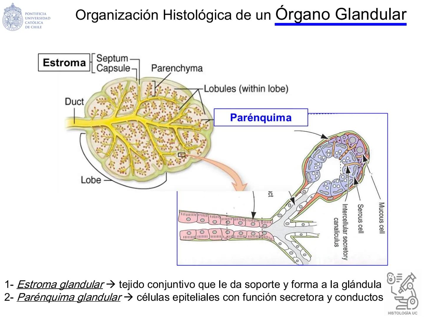 PONTIFICIA
UNIVERSIDAD
CATÓLICA
DE CHILE
HISTOLOGÍA-EMBRIOLOGÍA
VET-0100
TEJIDOS EPITELIALES
Departamento de Anatomía UC
Prof. MSc. Jovi