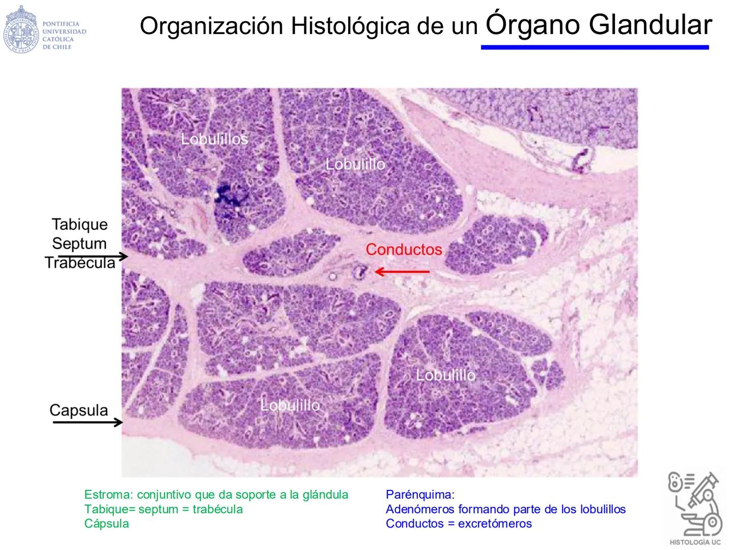 PONTIFICIA
UNIVERSIDAD
CATÓLICA
DE CHILE
HISTOLOGÍA-EMBRIOLOGÍA
VET-0100
TEJIDOS EPITELIALES
Departamento de Anatomía UC
Prof. MSc. Jovi